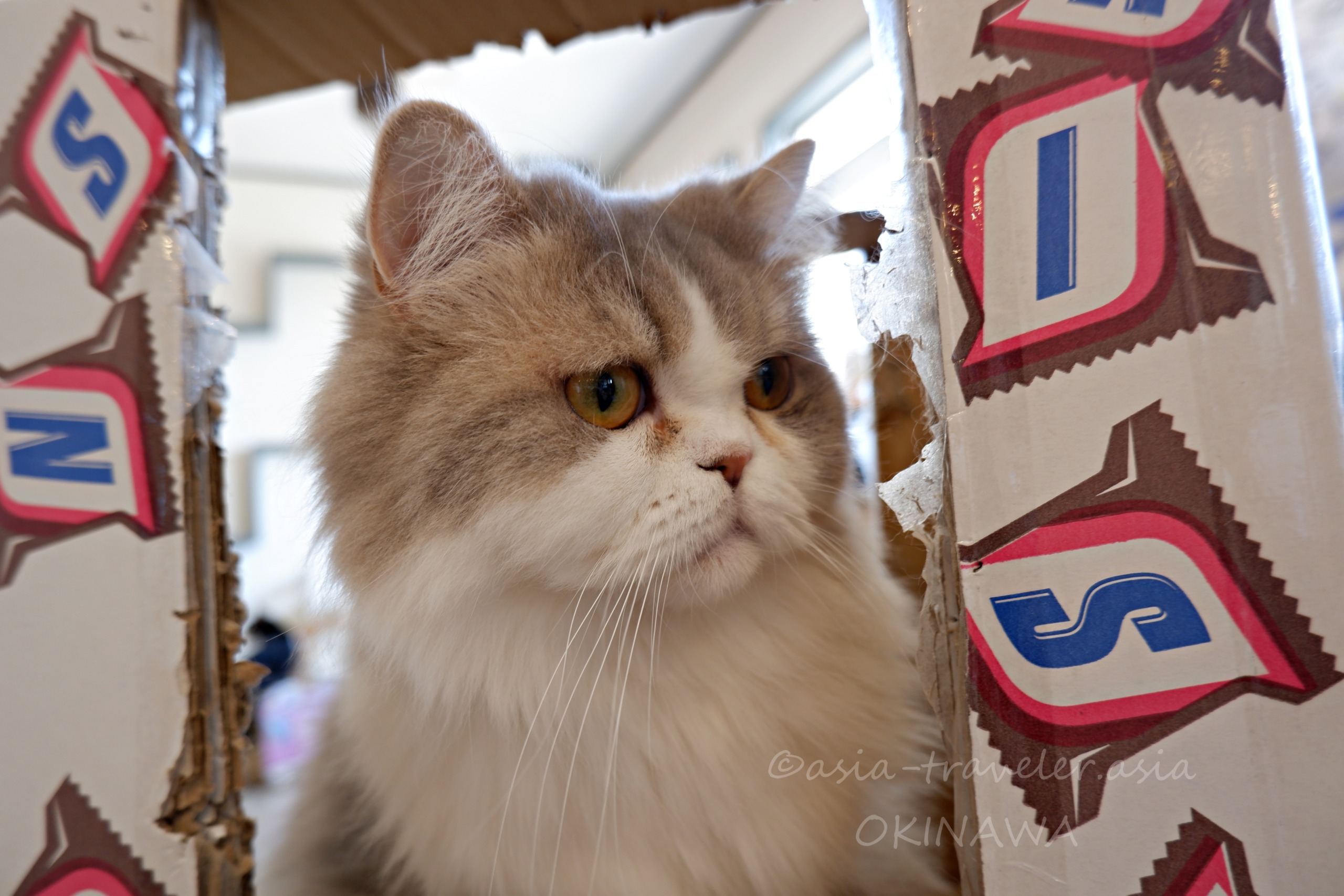 ダンボール箱の中から顔を出すペルシャ猫（那覇）