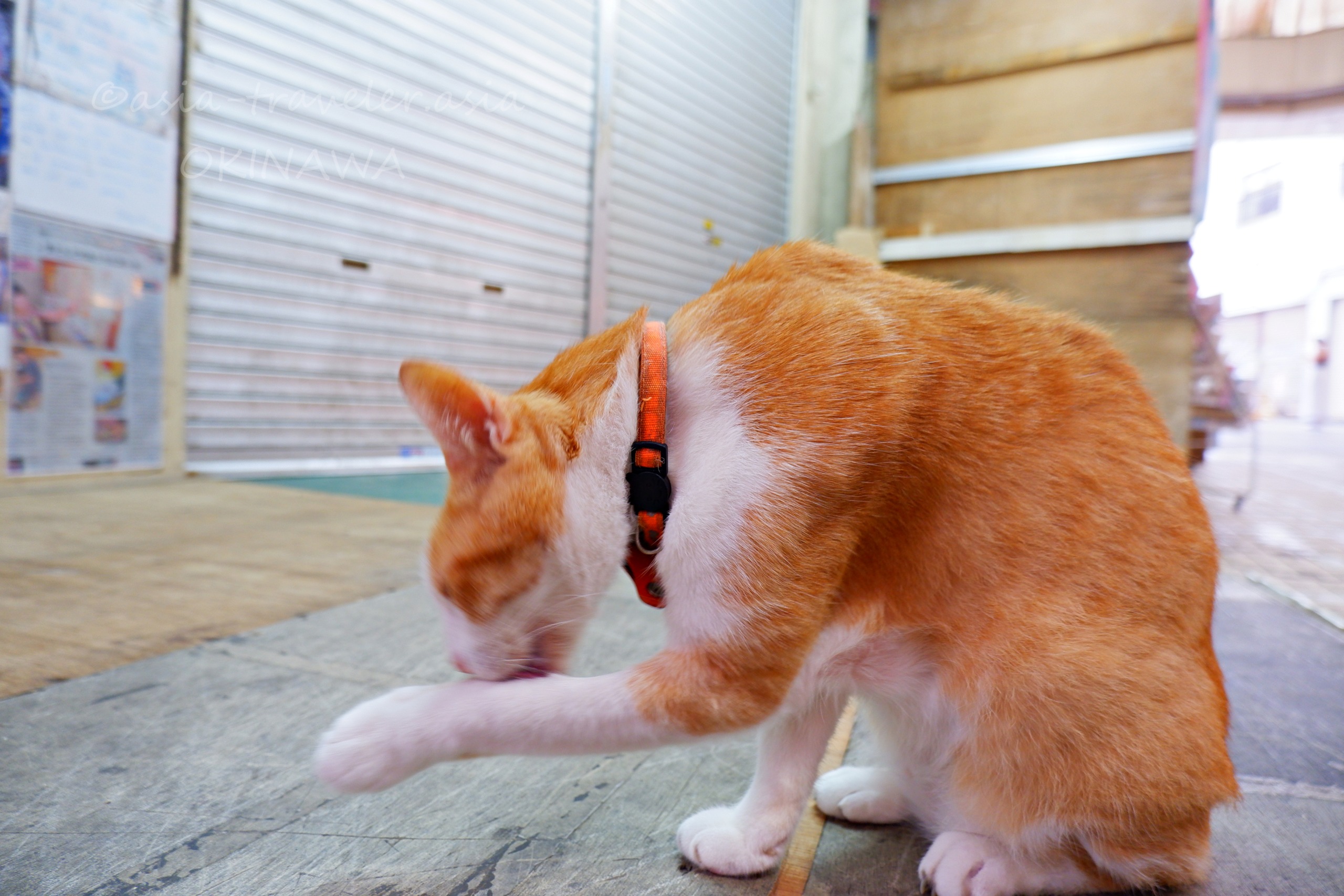 那覇・嘉数商会の茶トラ猫レイちゃんが毛づくろい中