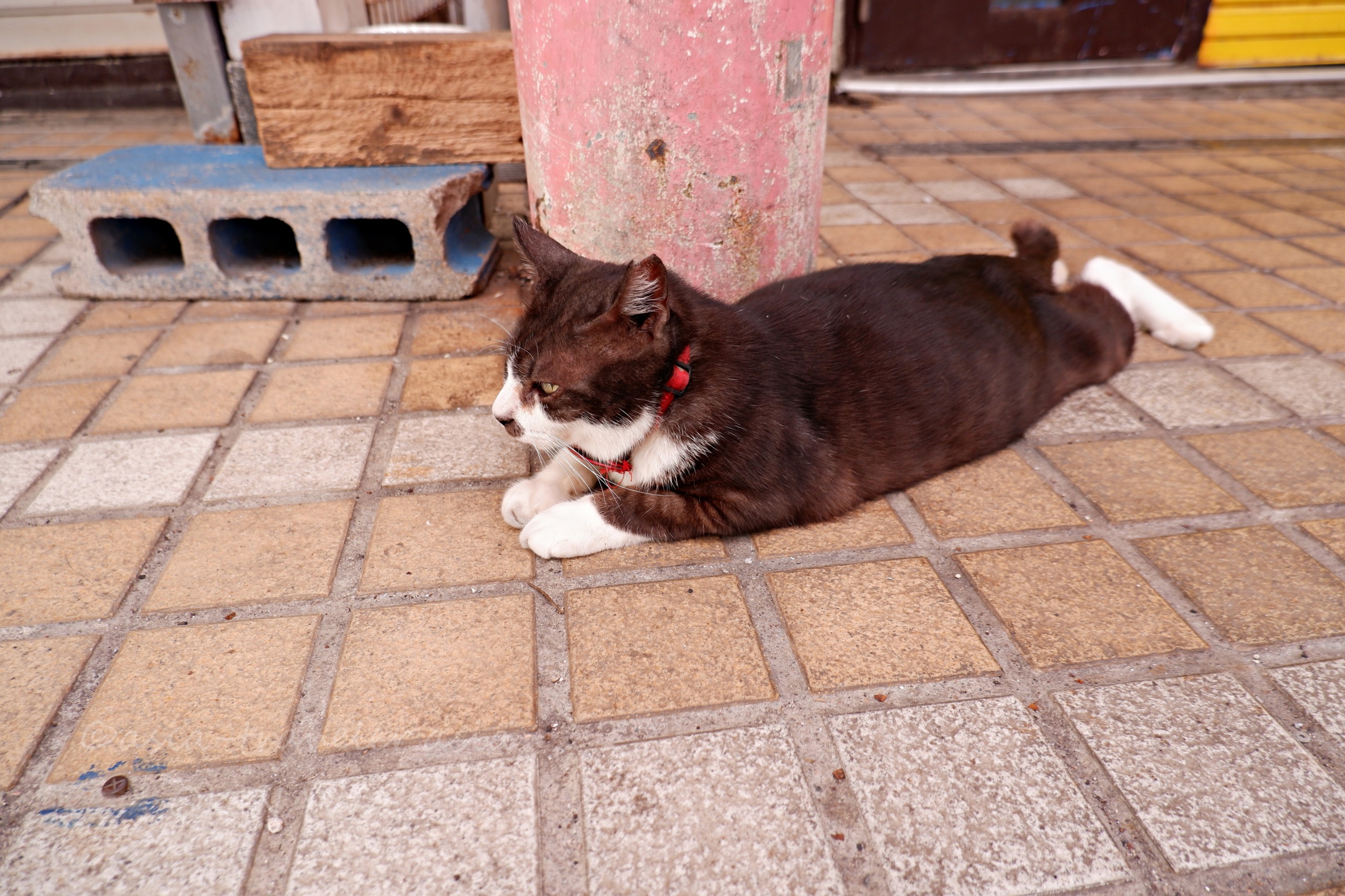 那覇・嘉数商会の看板猫レイちゃんが店先でくつろぐ姿
