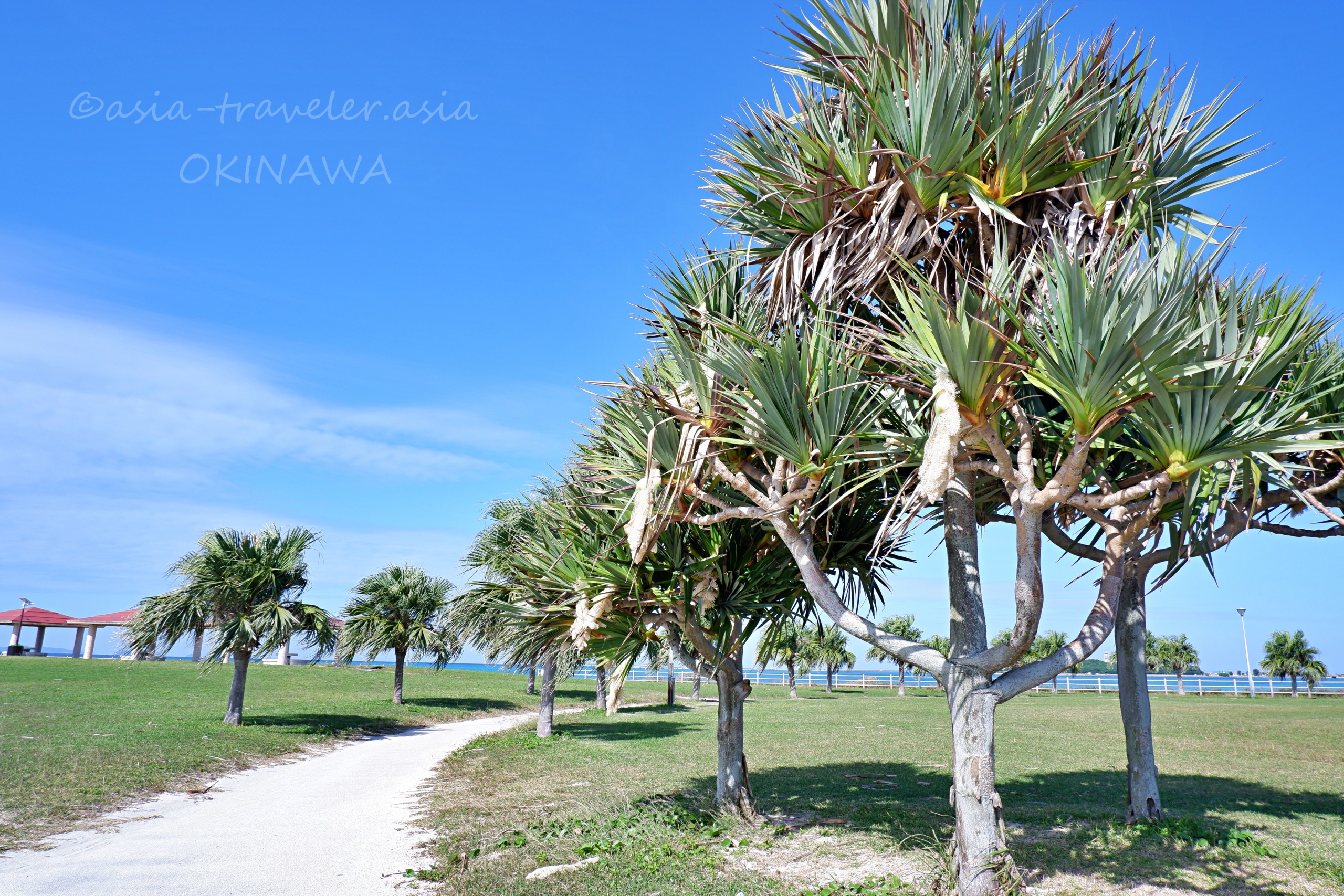 豊見城の青空とアダンの木が並ぶ海沿い公園