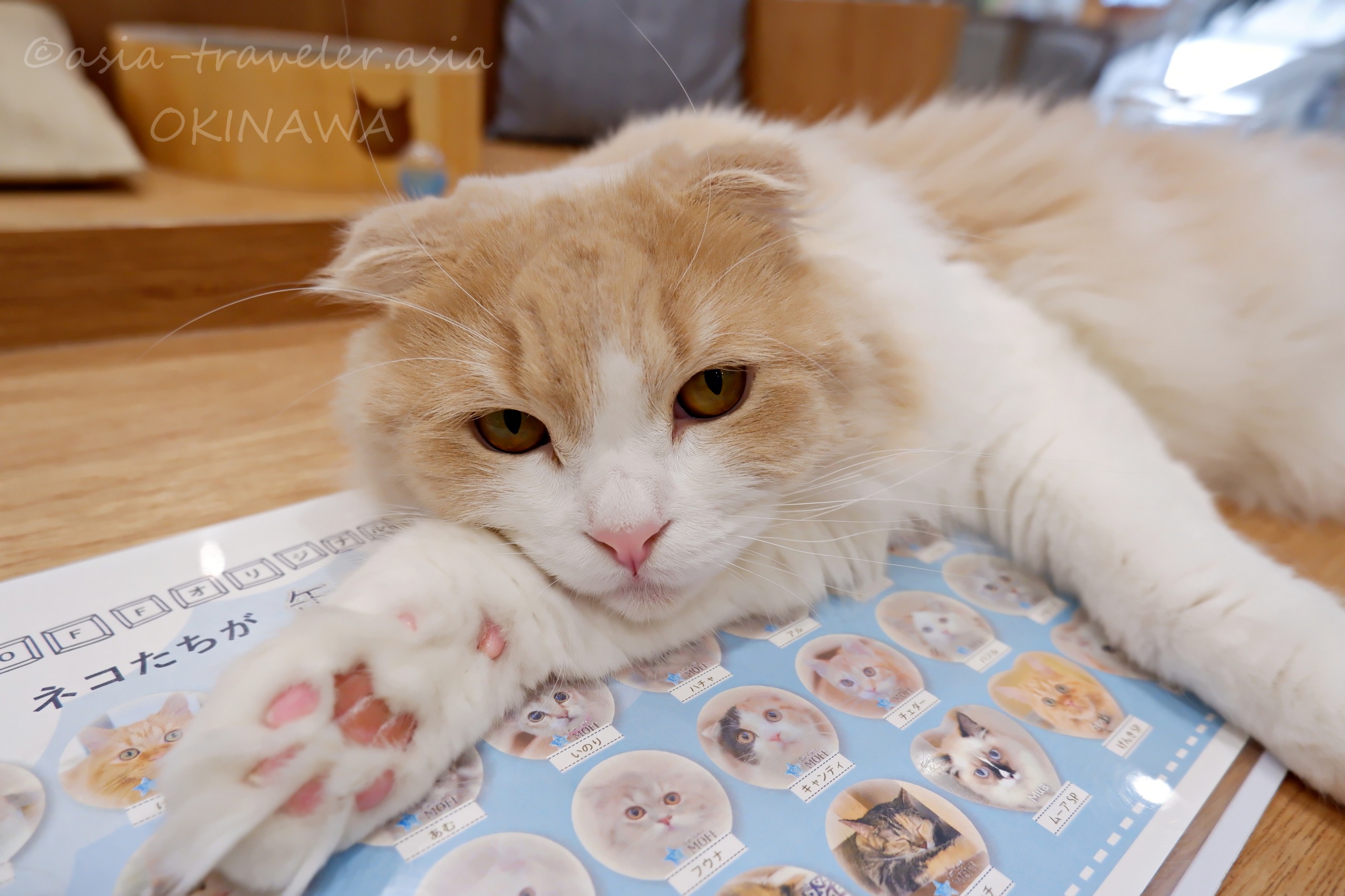 沖縄豊崎キャットカフェMOFFのスコティッシュフォールド・レクタスがくつろぐ姿
