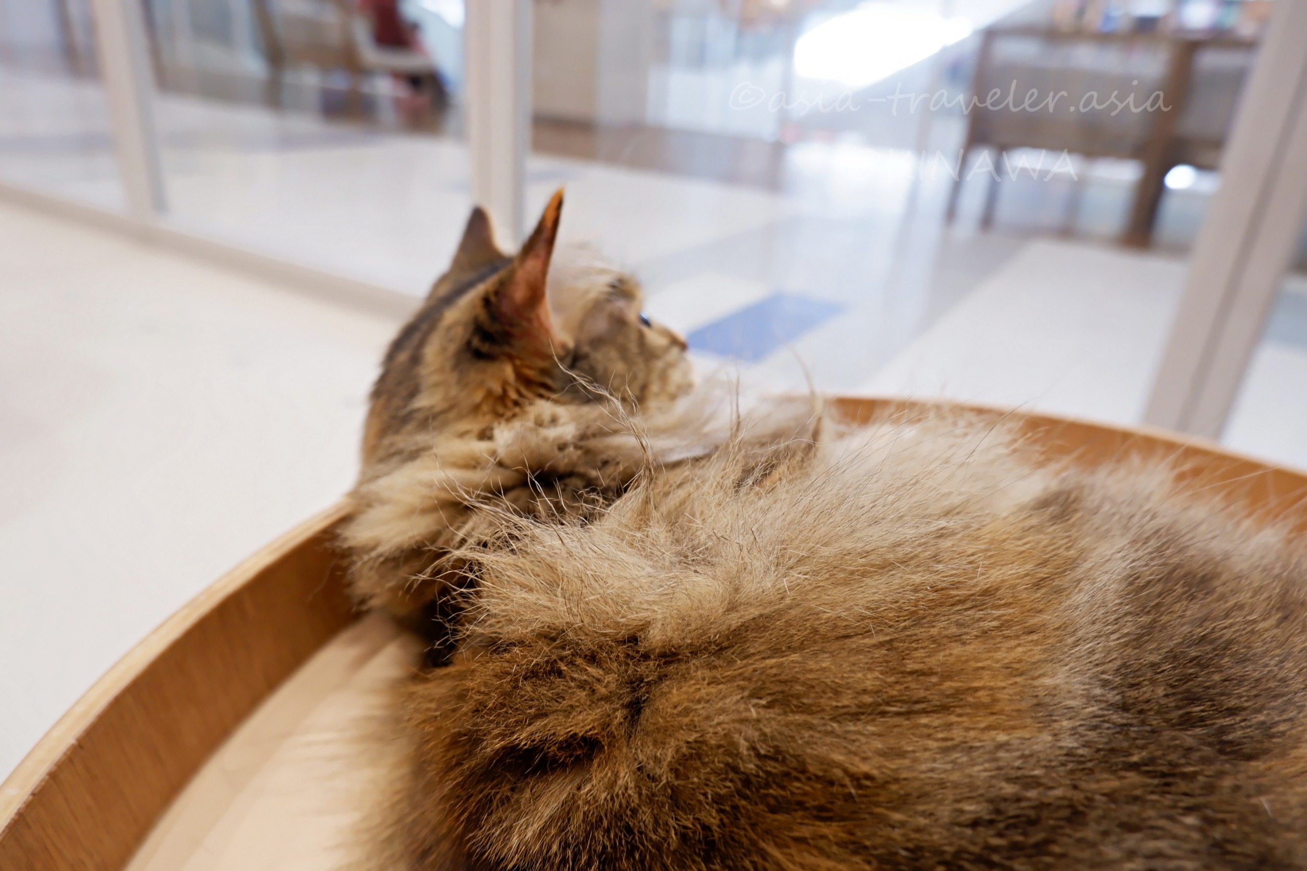 木製ベッドで丸くなるキジトラ猫｜Cat Cafe MOFF豊崎店