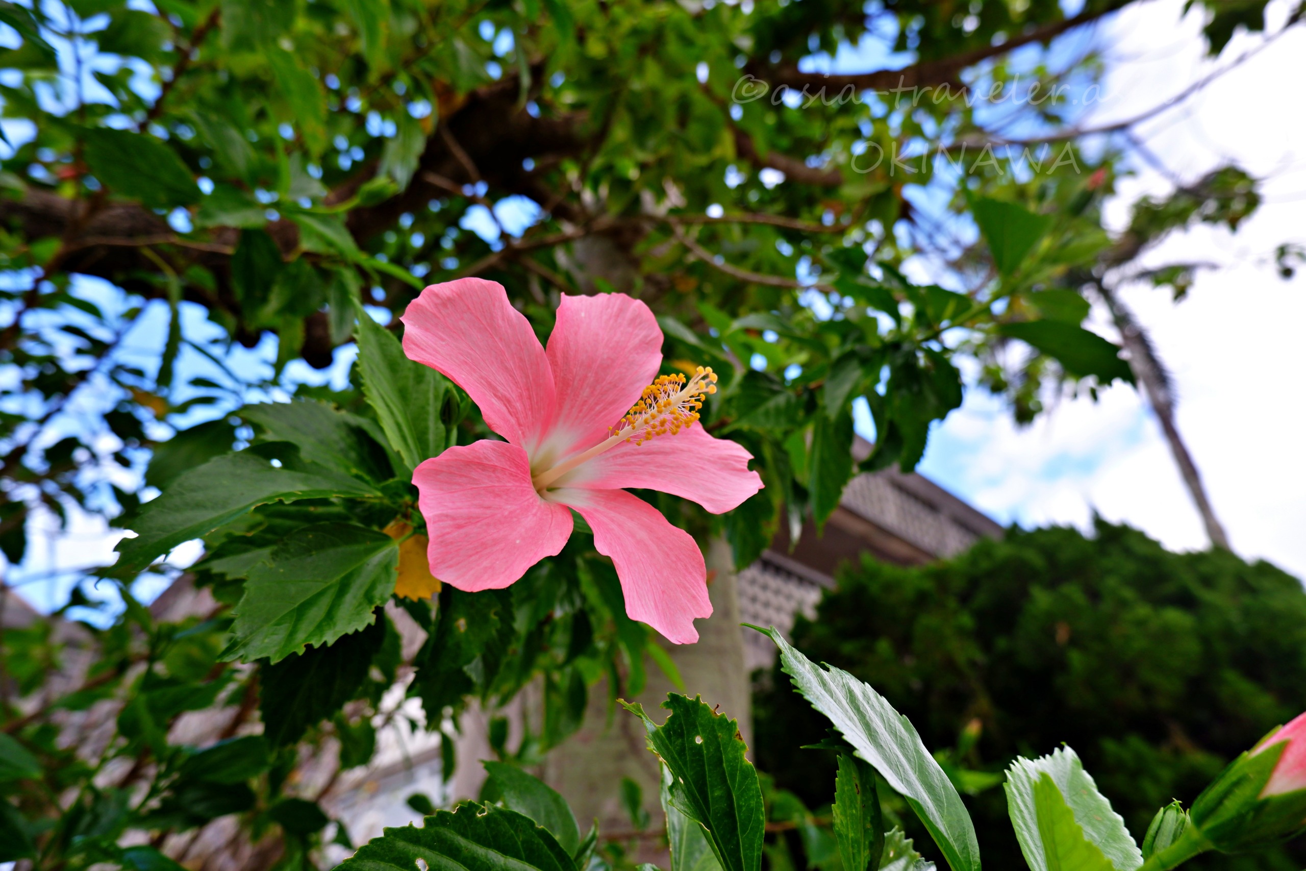 沖縄・首里の路地に咲くピンクのハイビスカス