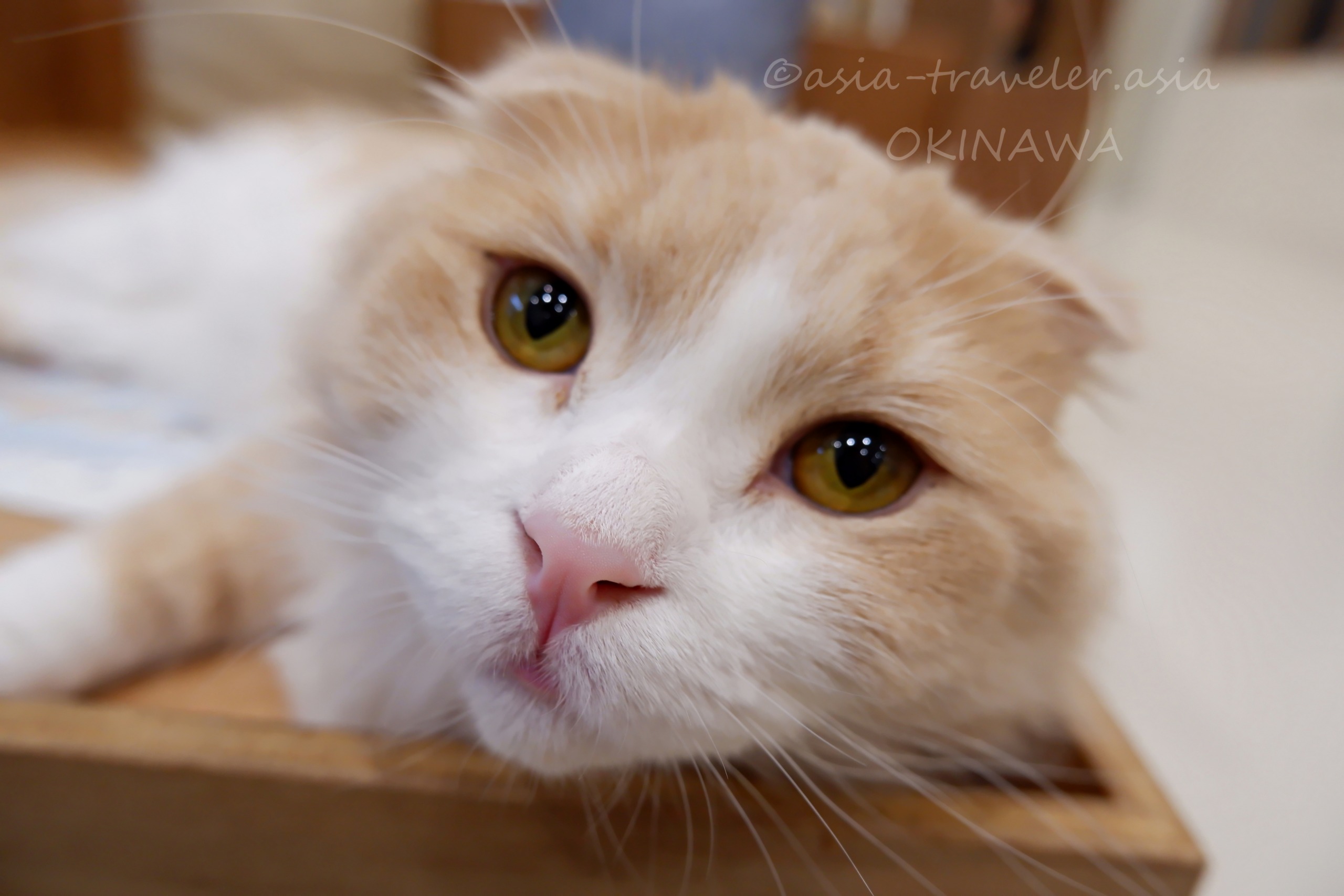 沖縄・Cat Cafe MOFFの茶白猫がテーブルに顎を乗せるクローズアップ