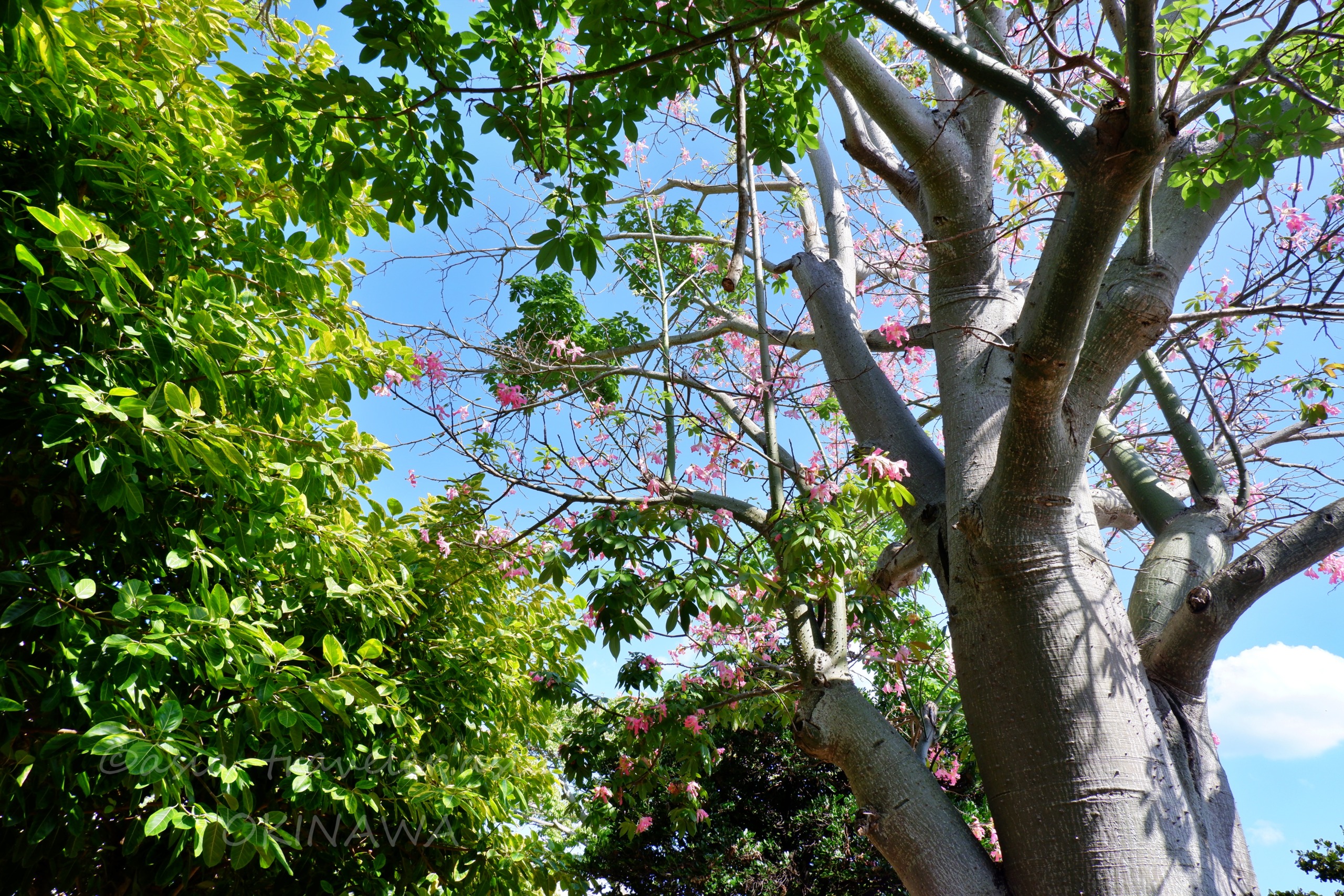 沖縄・新都心公園のトックリキワタのピンクの花と白い幹