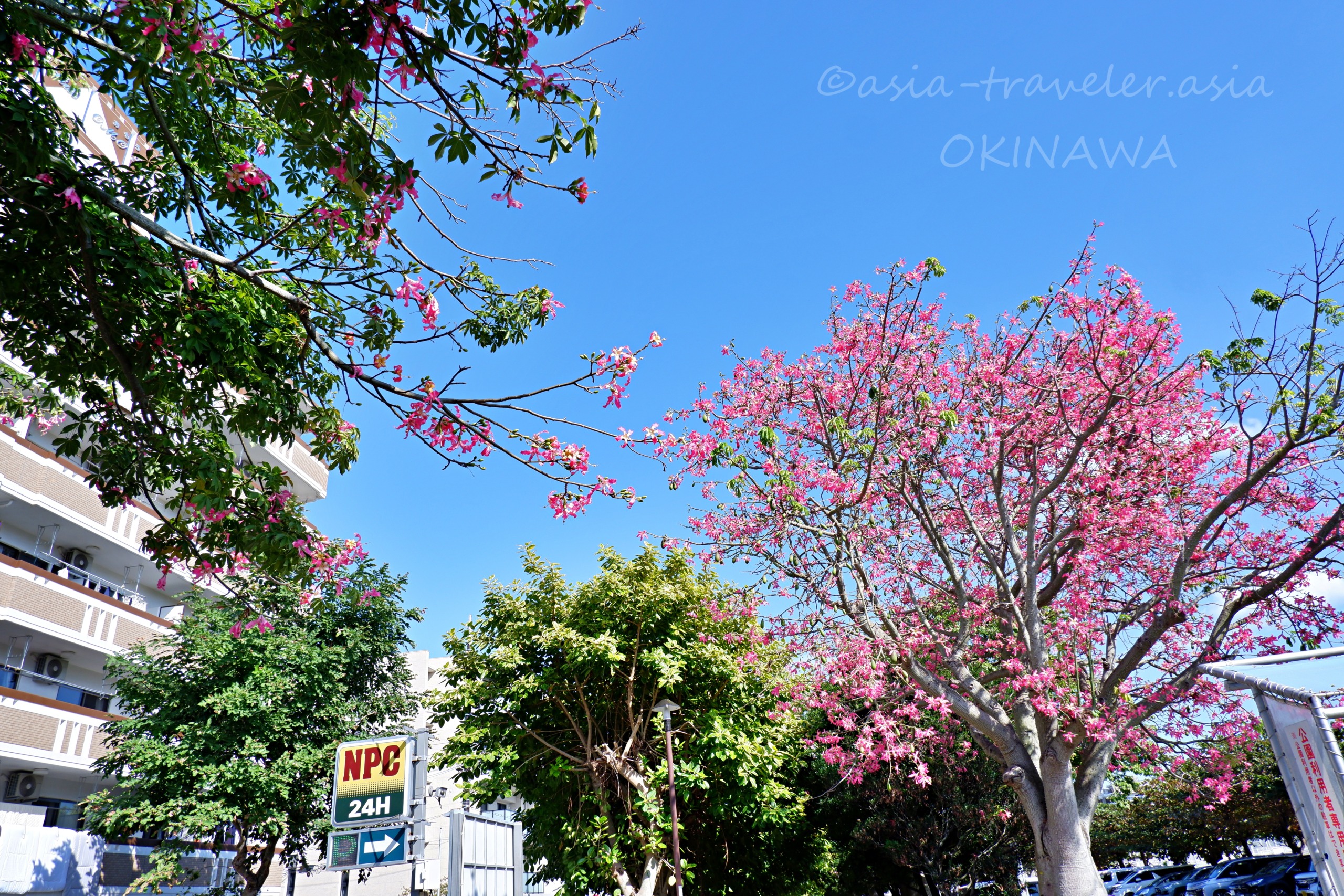 沖縄・新都心公園のトックリキワタのピンク色の花と青空