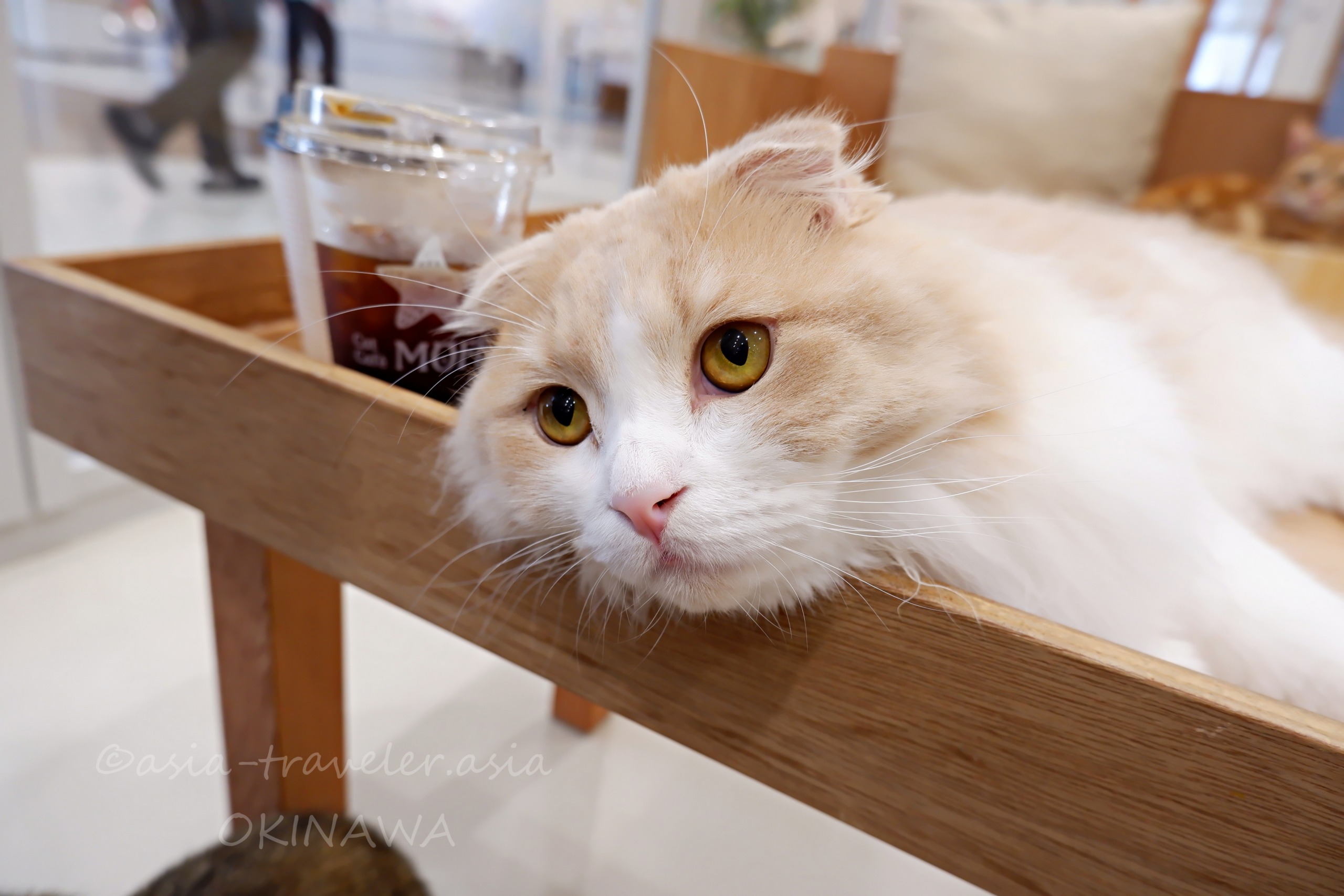 Cat Cafe MOFFのスコティッシュフォールド・レクタスが木棚でくつろぐ様子