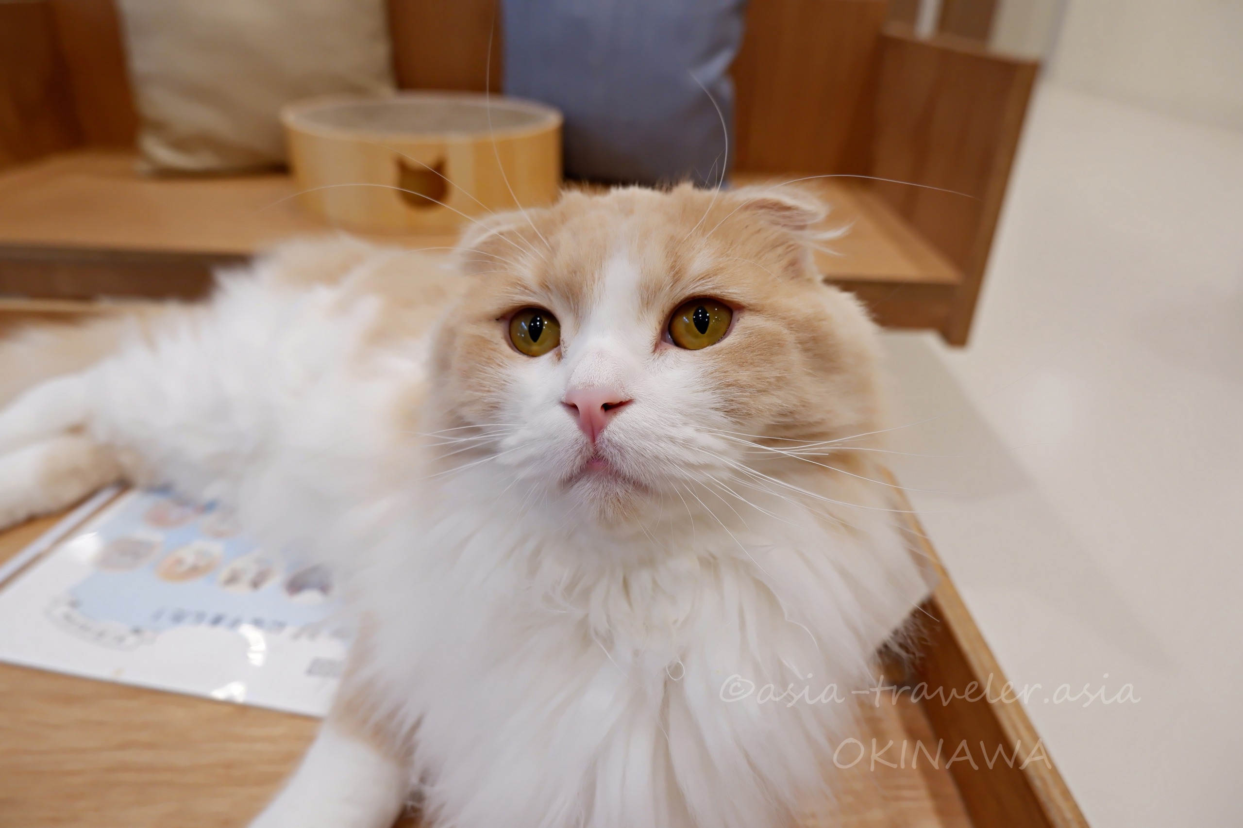 Cat Cafe MOFFのスコティッシュフォールド・レクタスくんの顔アップ