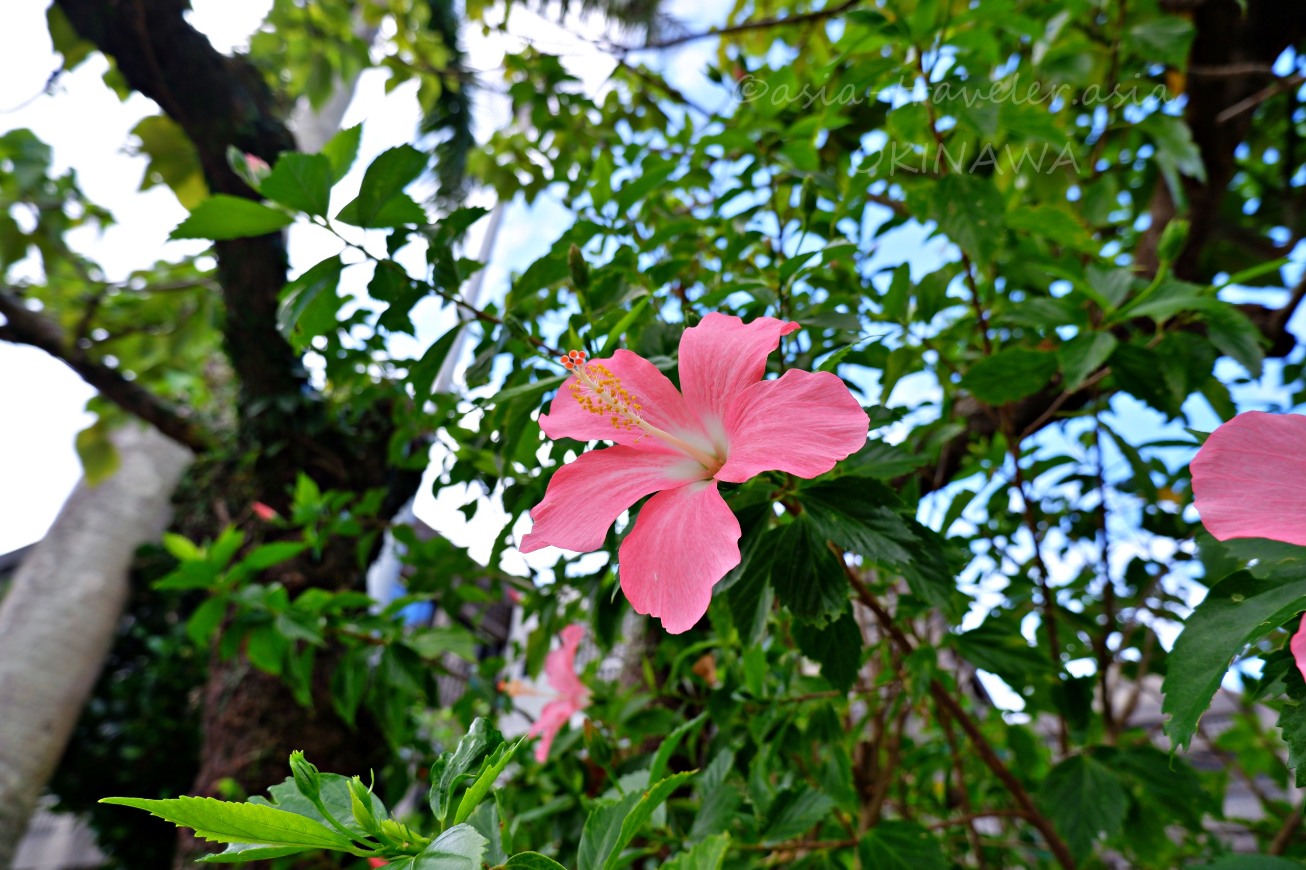 沖縄・首里の街角に咲くピンクのハイビスカス