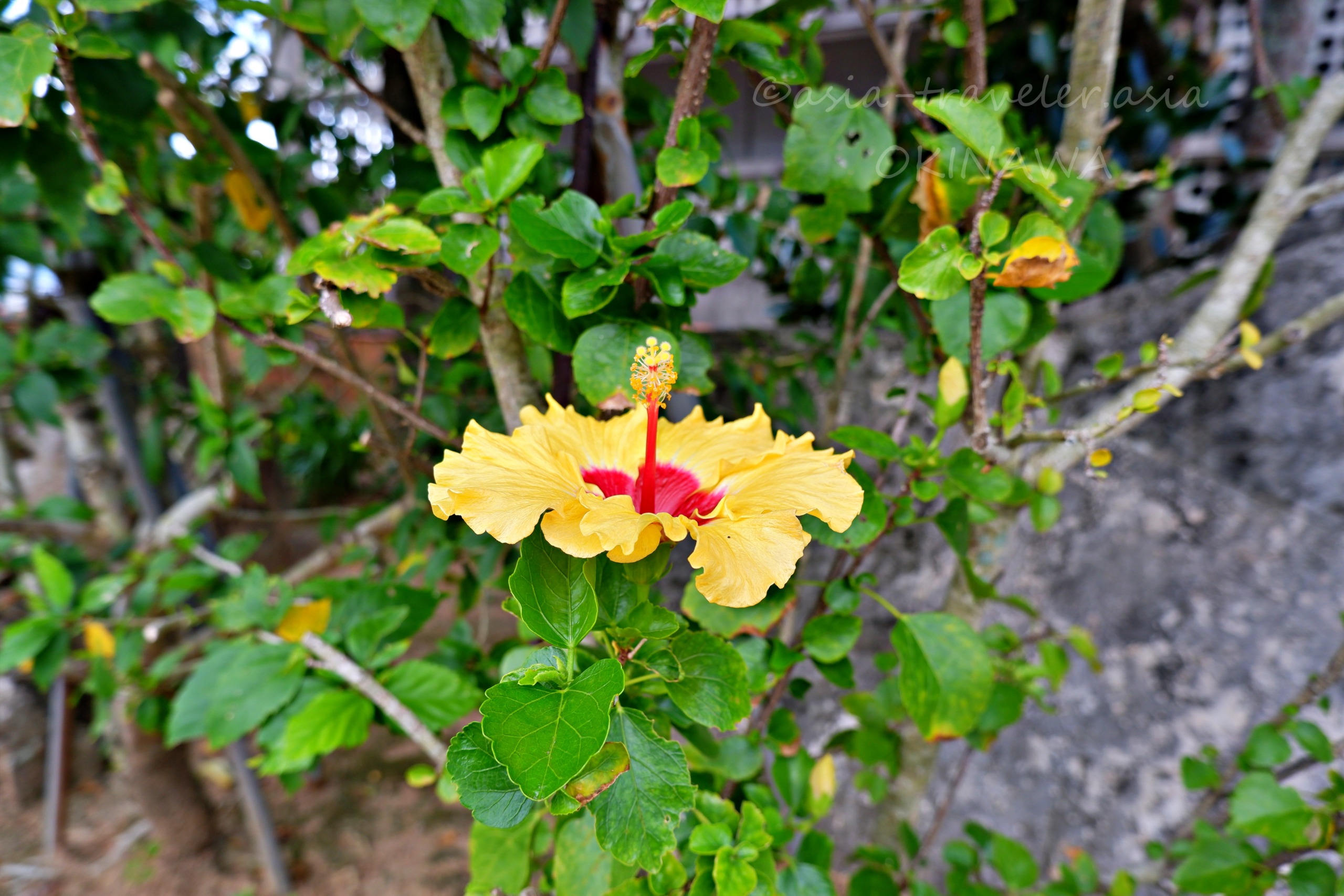 首里の街に咲く黄色いハイビスカスの花