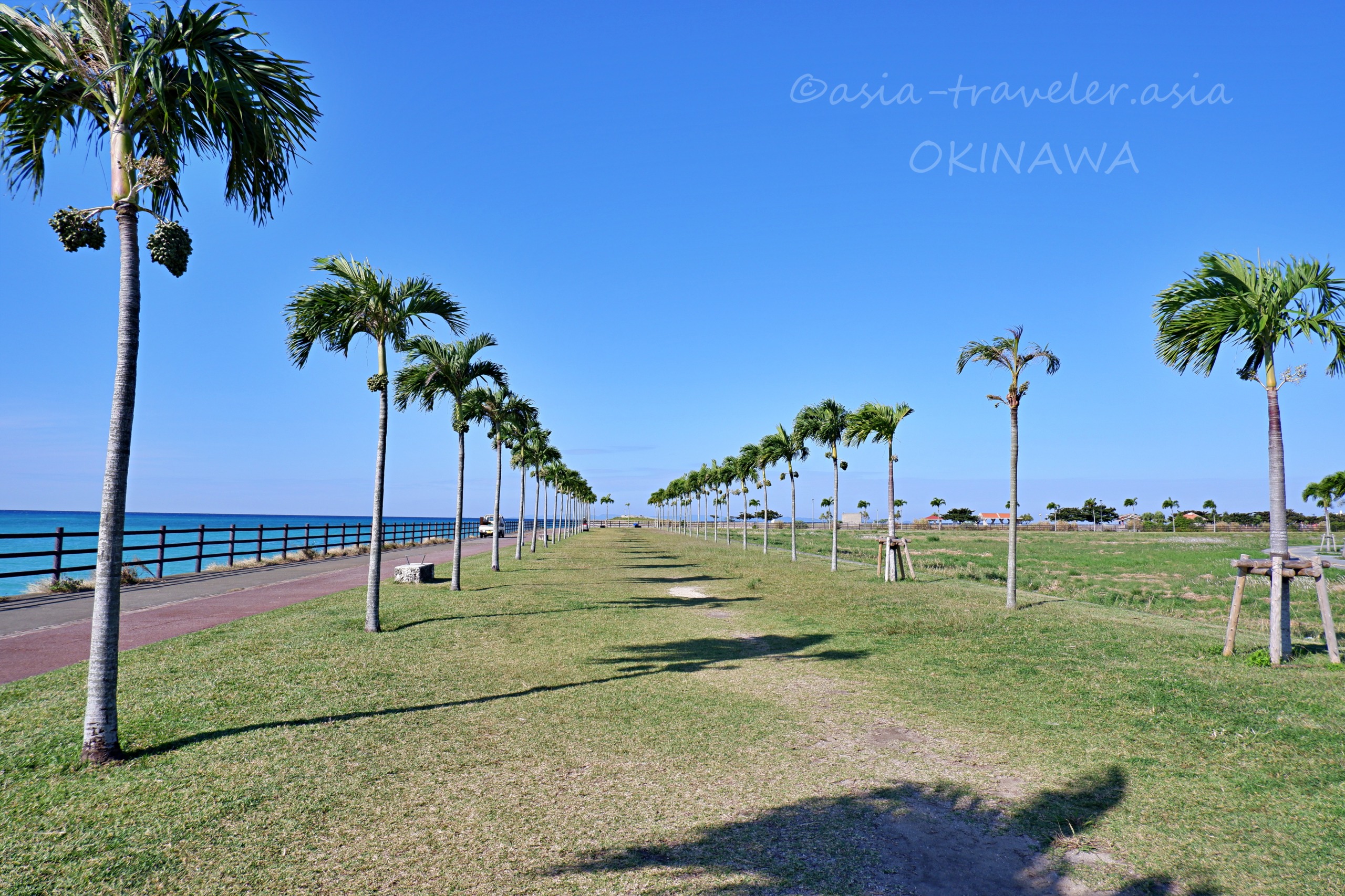 豊崎海浜沿いに続くヤシの木ロードと青空