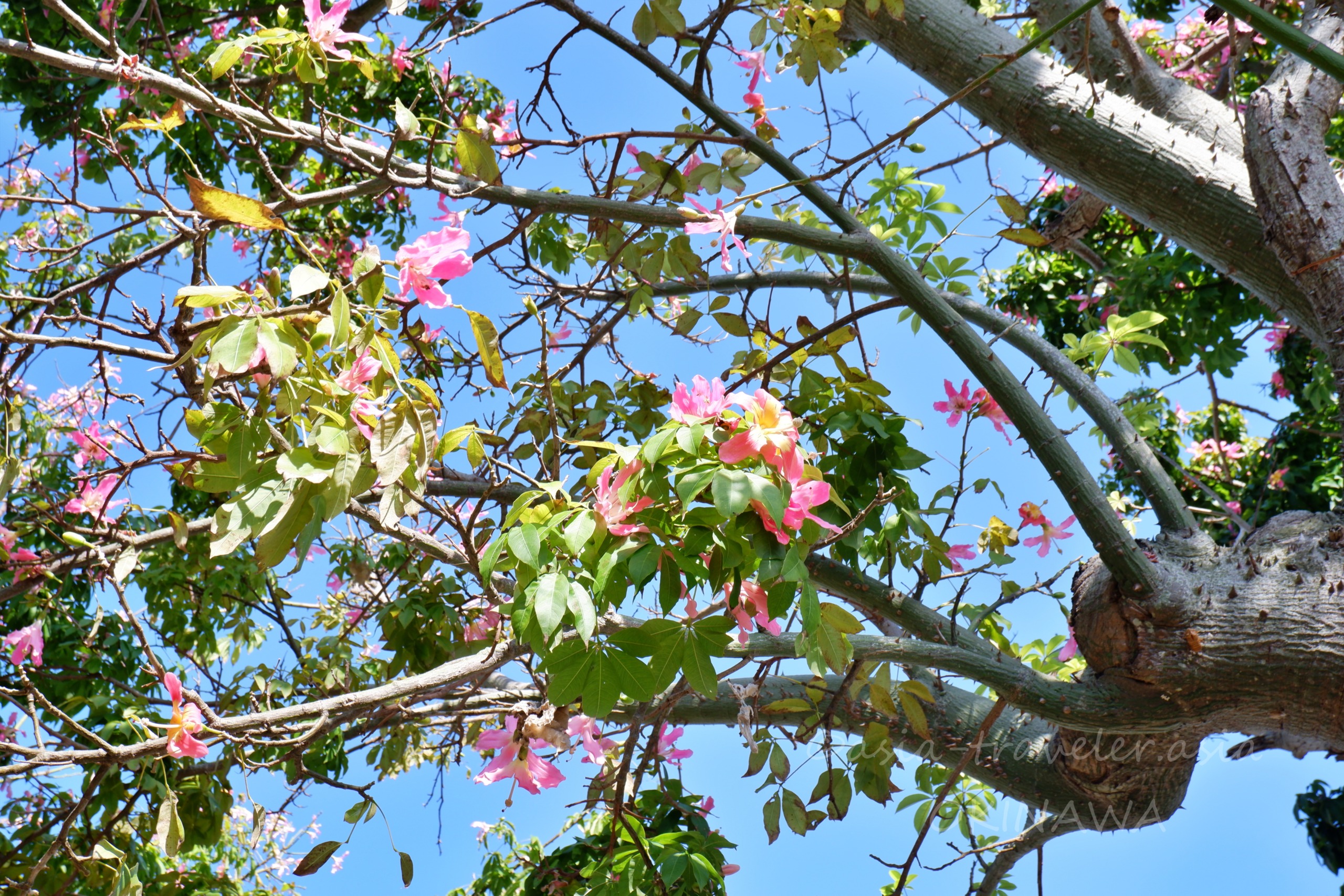 青空に映えるトックリキワタのピンク色の花