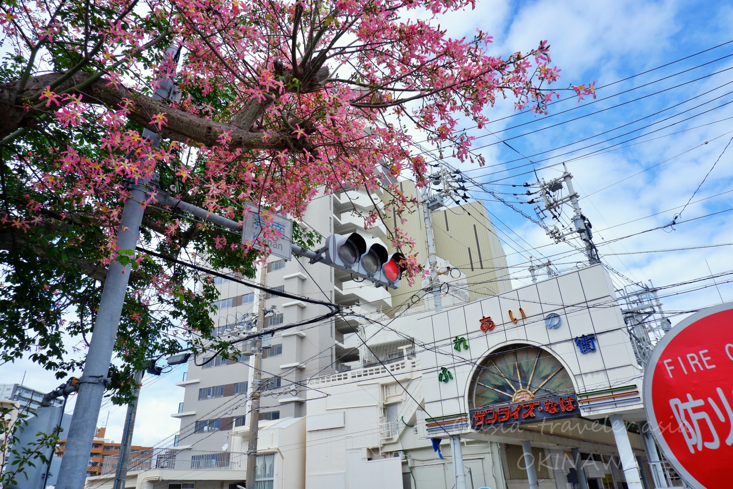 開南バス停付近に咲くトックリキワタのピンクの花