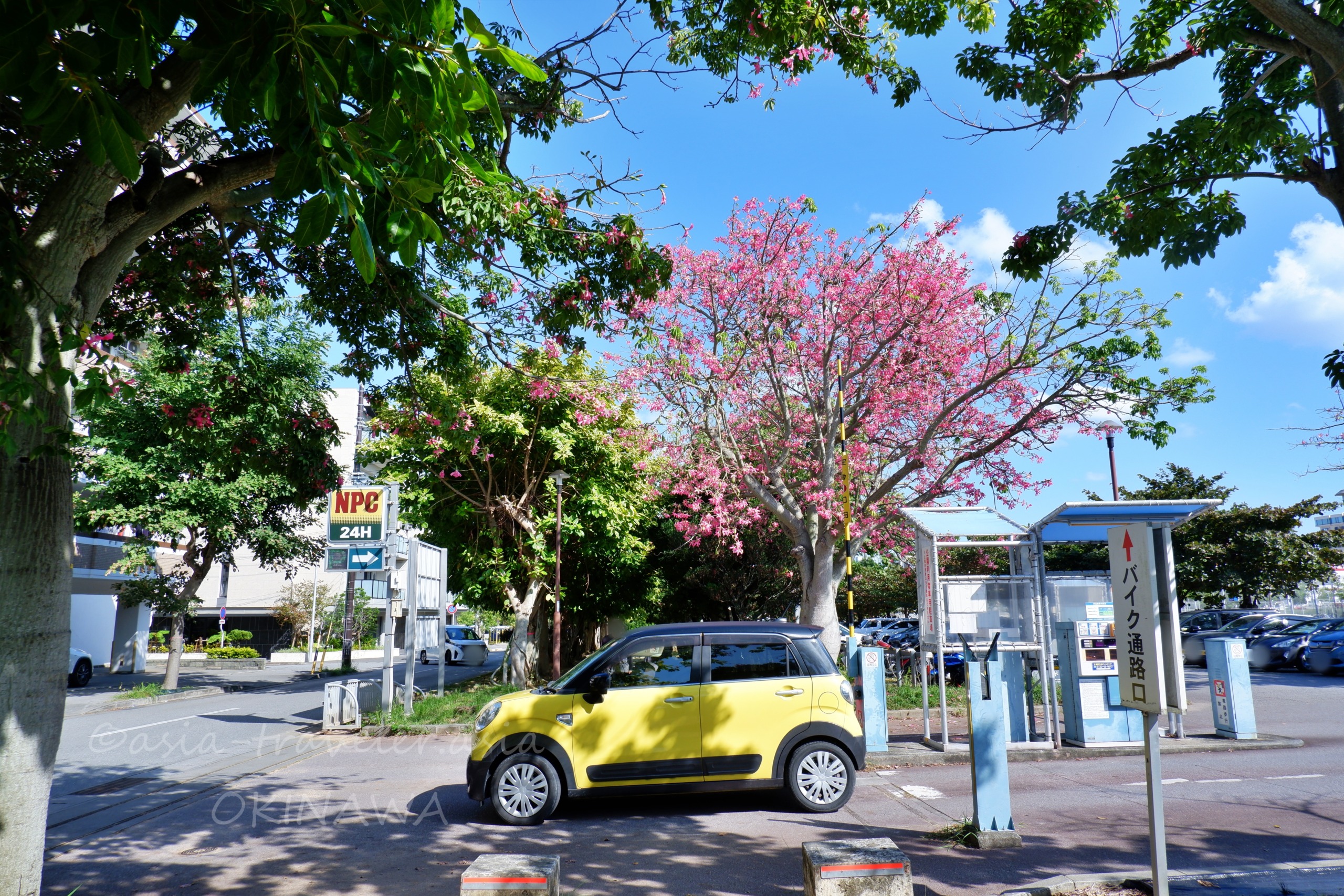 沖縄・新都心公園駐車場に咲くトックリキワタの並木と黄色い車