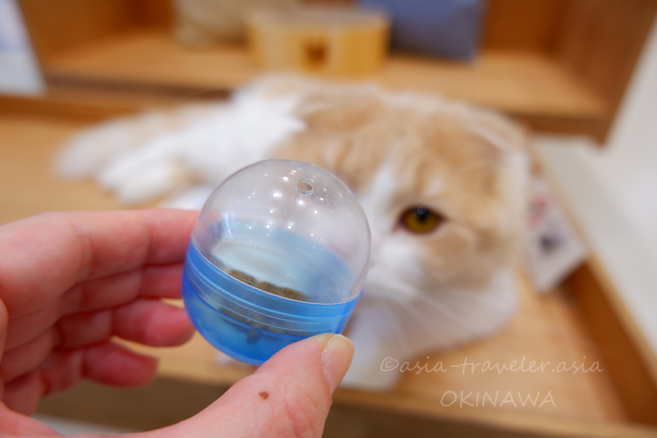 ガチャポン式おやつとスコティッシュフォールドのレクタスくん