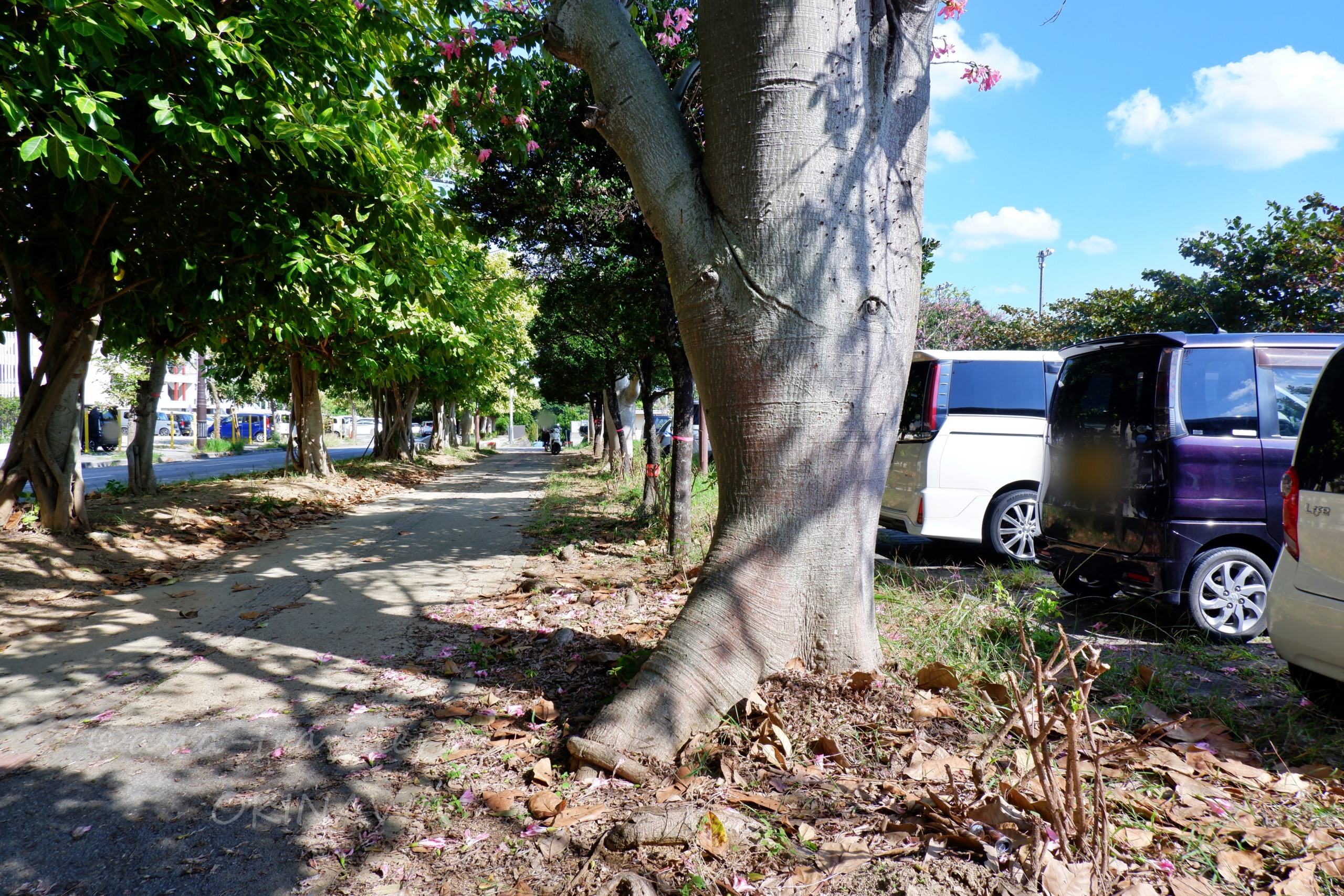 那覇・新都心公園のトックリキワタ並木道