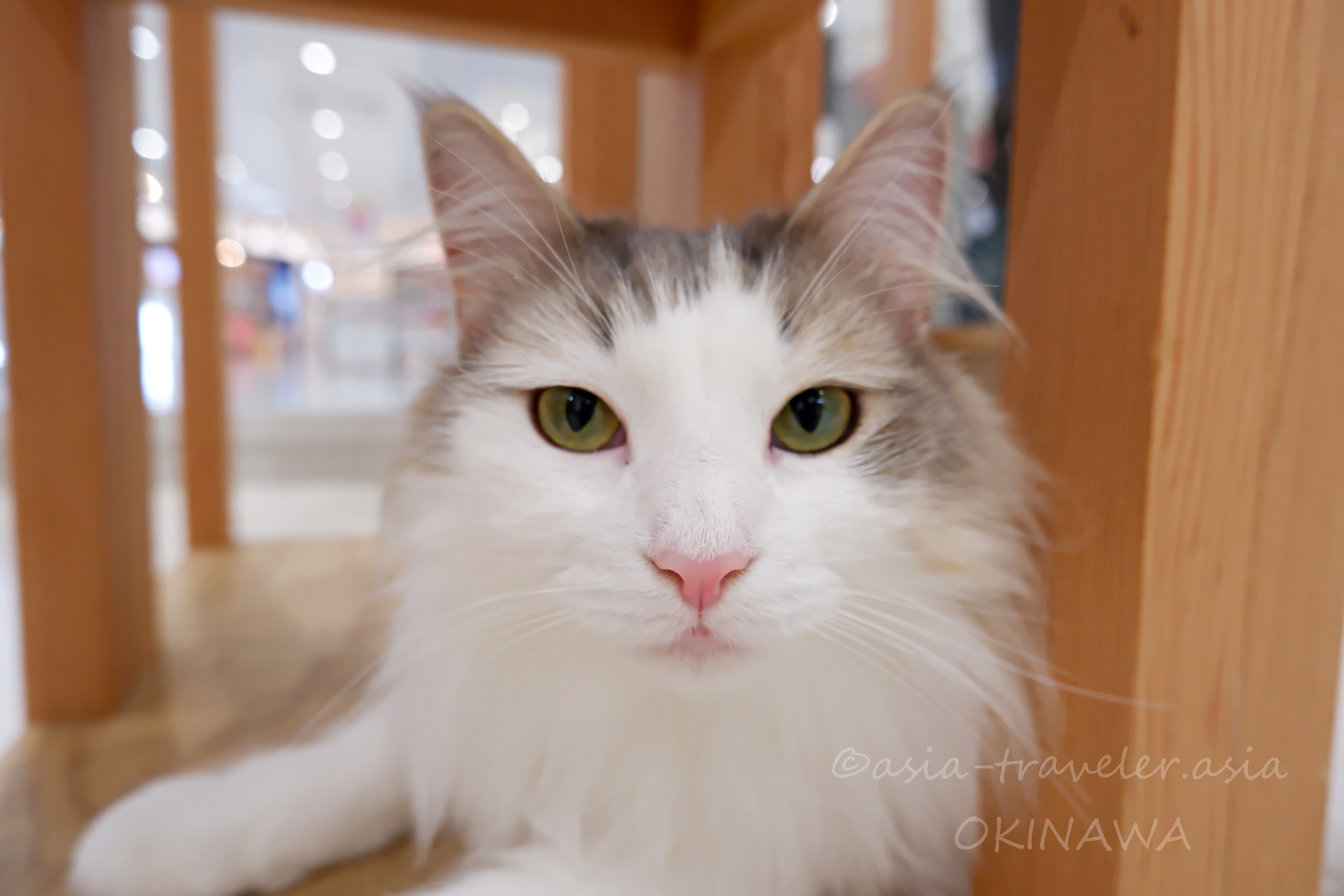 木製椅子の下でくつろぐ長毛白猫・Cat Cafe MOFF沖縄豊崎店