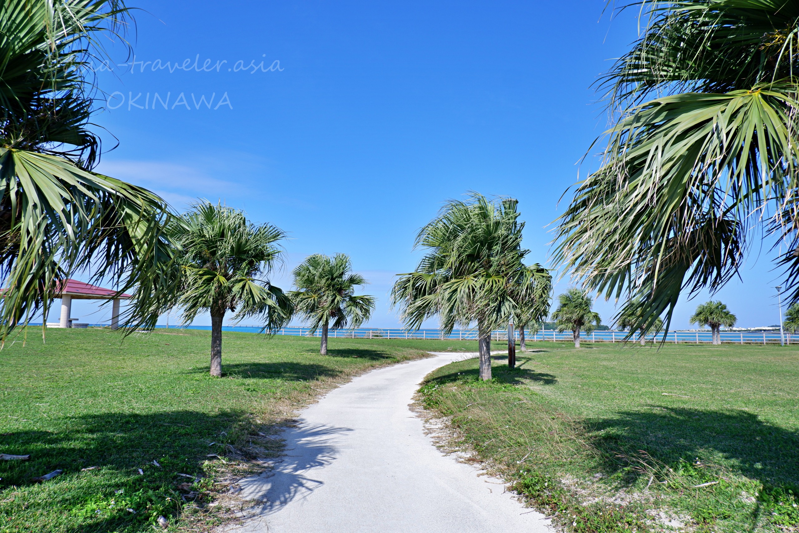 沖縄・豊崎海浜公園のヤシ並木と遊歩道