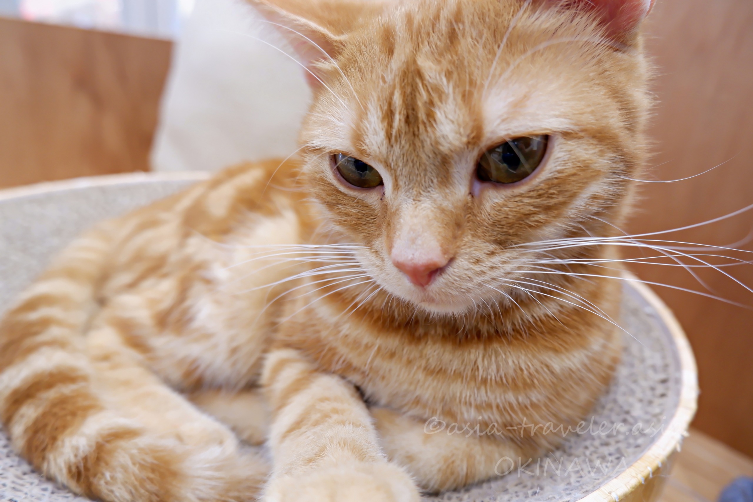 Cat Cafe MOFFのアメリカンショートヘア・チェダーくんのアップ