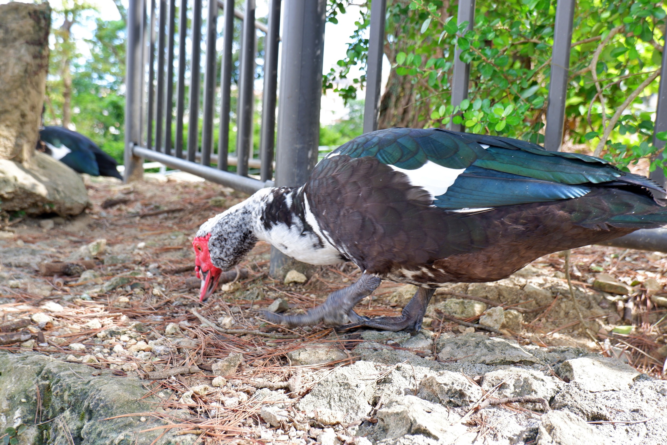 龍潭近くで地面をつつくバリケンの大型野鳥