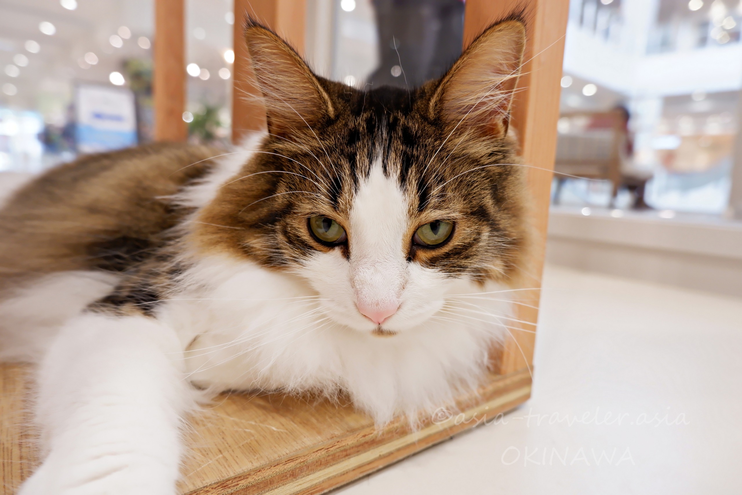 Cat Cafe MOFFイーアス沖縄豊崎店のチェダーくんがカメラ目線でくつろぐ様子