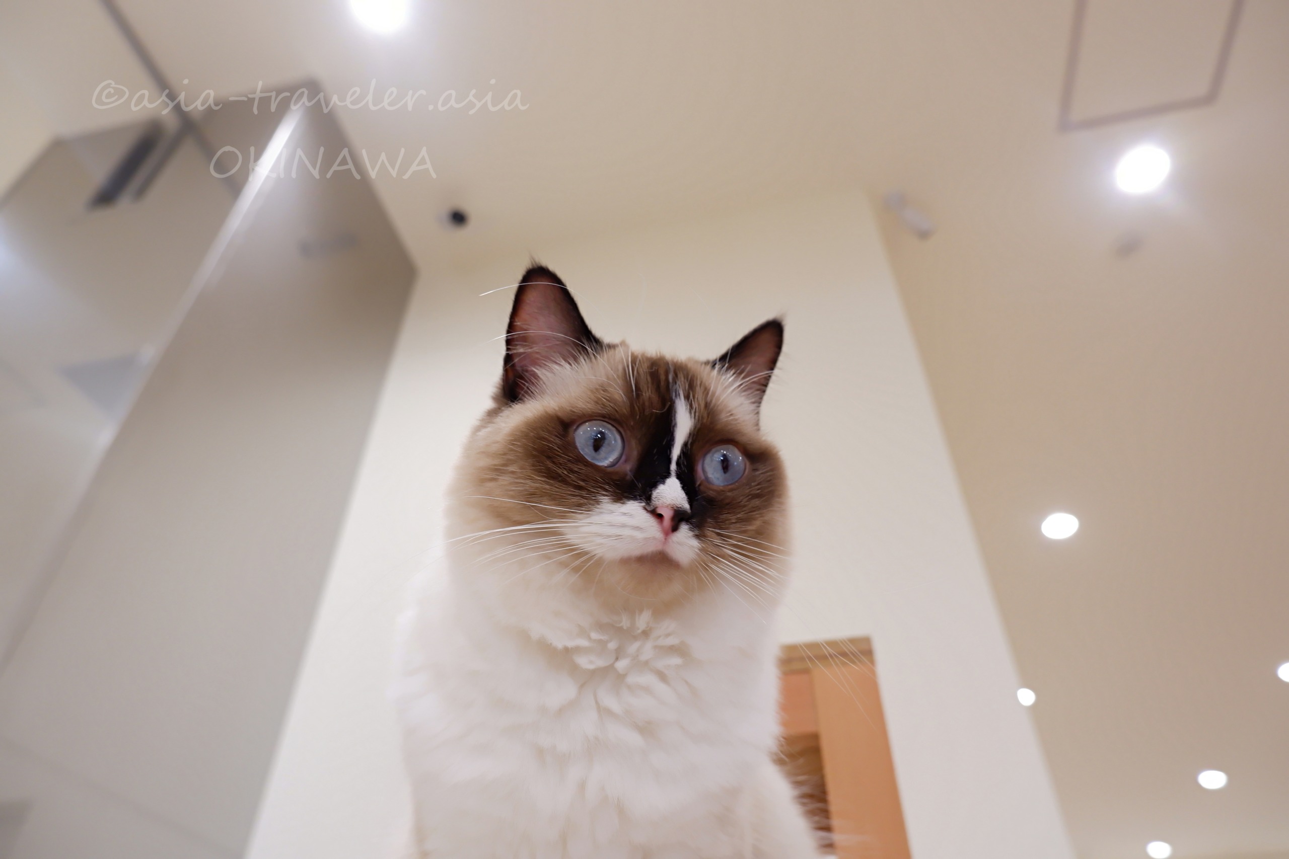 沖縄豊崎のネコカフェでカメラを見つめるラグドールのムーアちゃん