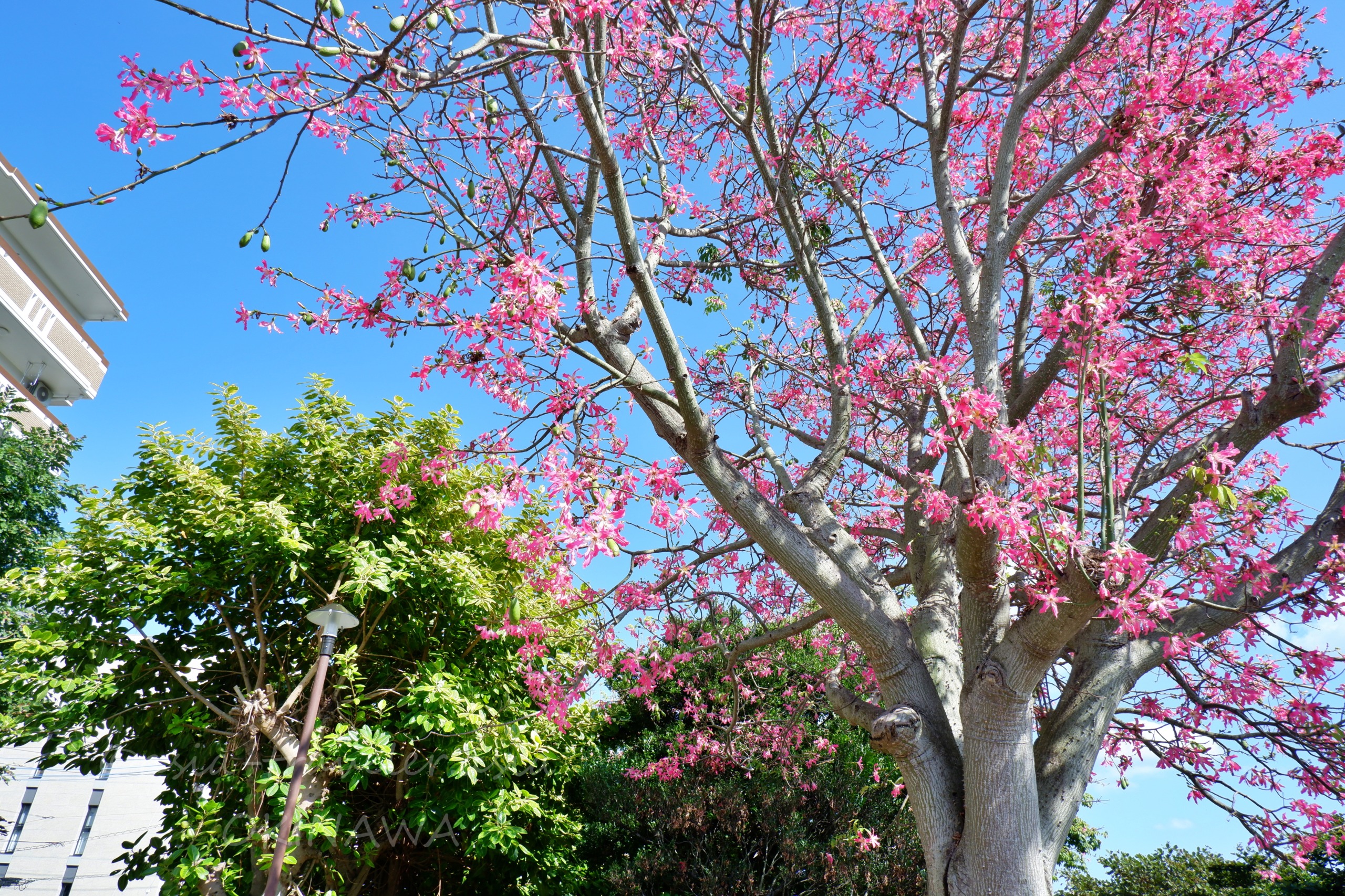 青空に映える沖縄のトックリキワタのピンク色の花