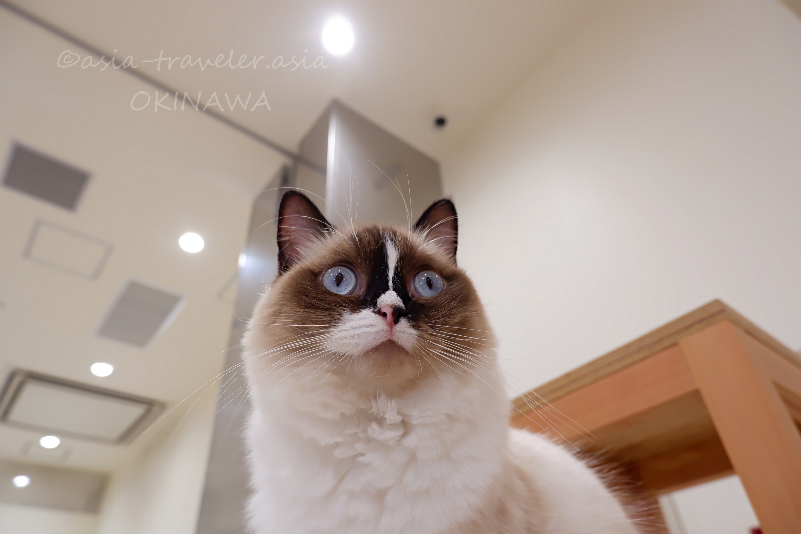 沖縄のCat Cafe MOFFで青い瞳のラグドール猫が正面を見つめる様子