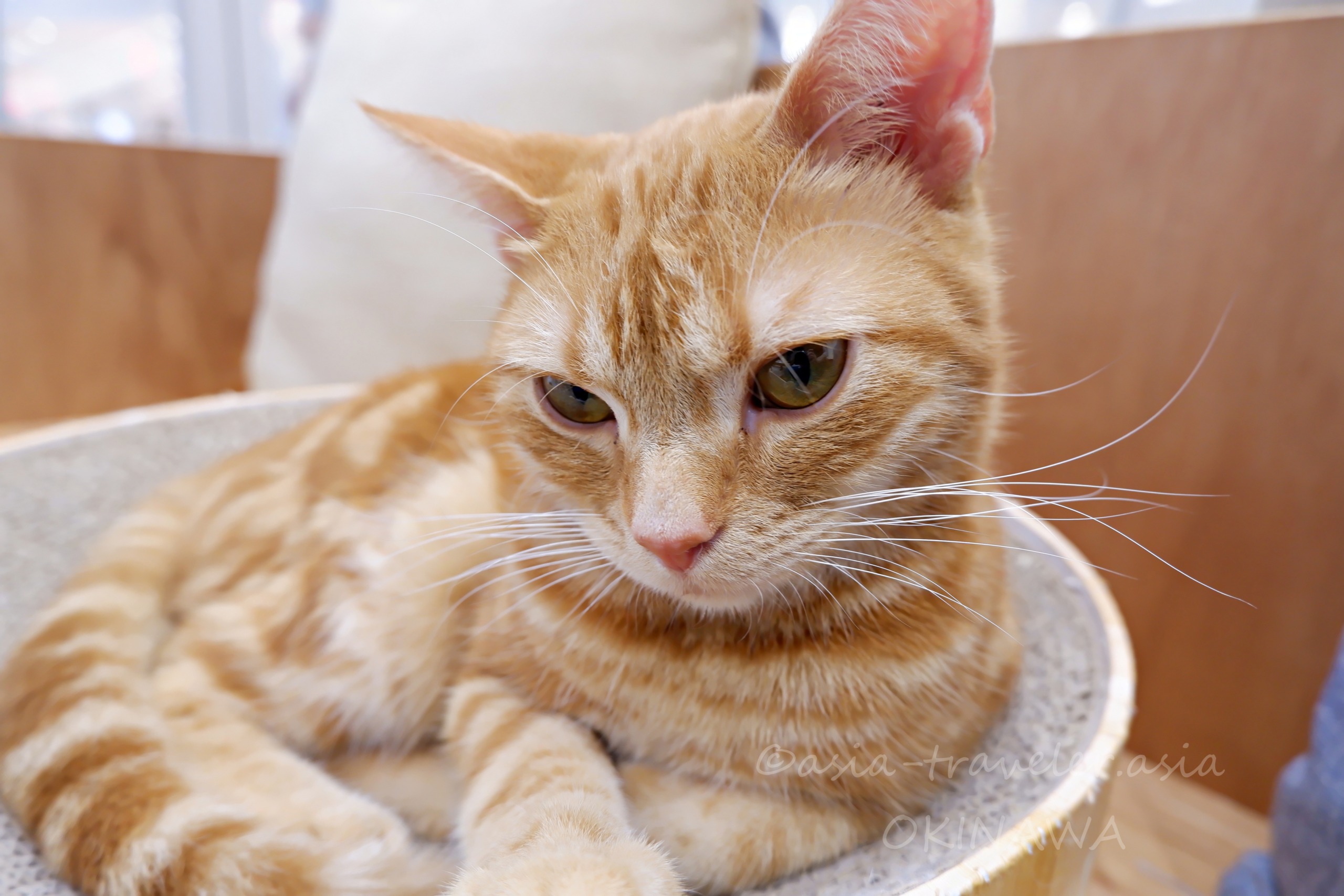 Cat Cafe MOFFのチェダーくん（茶トラ猫）がベッドでくつろぐ様子