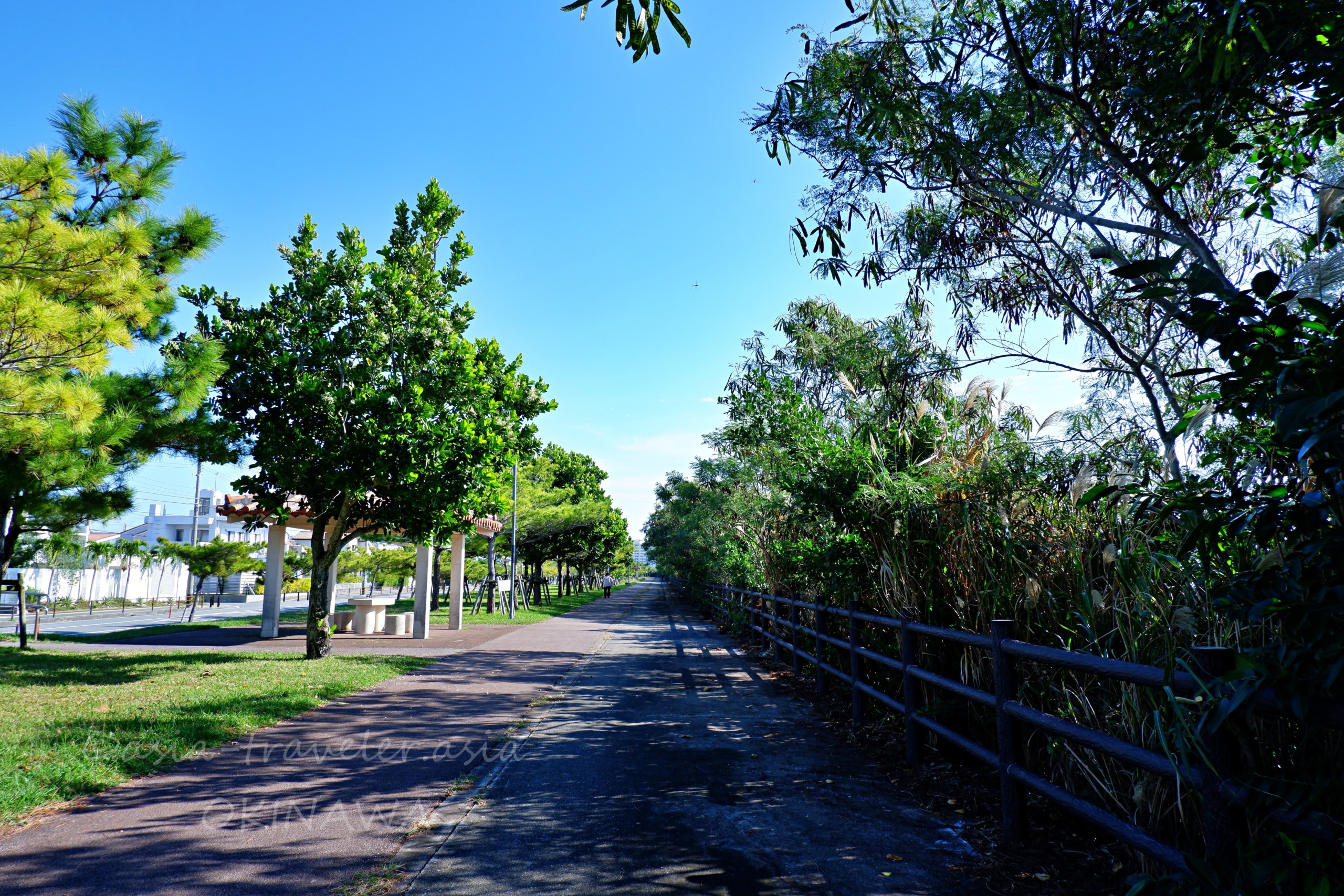 沖縄・豊崎エリアの整備された遊歩道と緑の並木