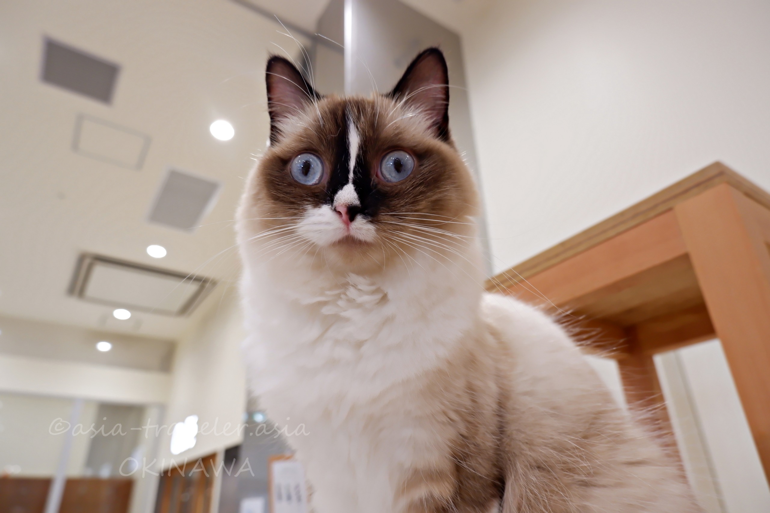 青い瞳のラグドール・ムーアちゃんがカメラを見つめるアップ