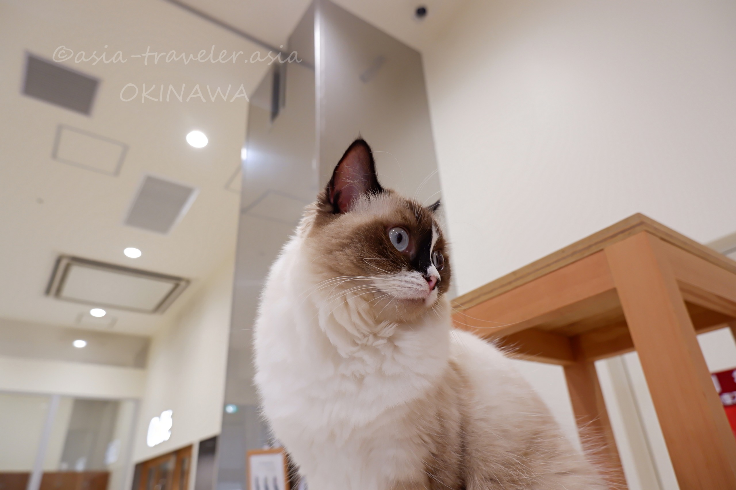 沖縄豊崎のMOFFカフェでくつろぐラグドールのムーアちゃん