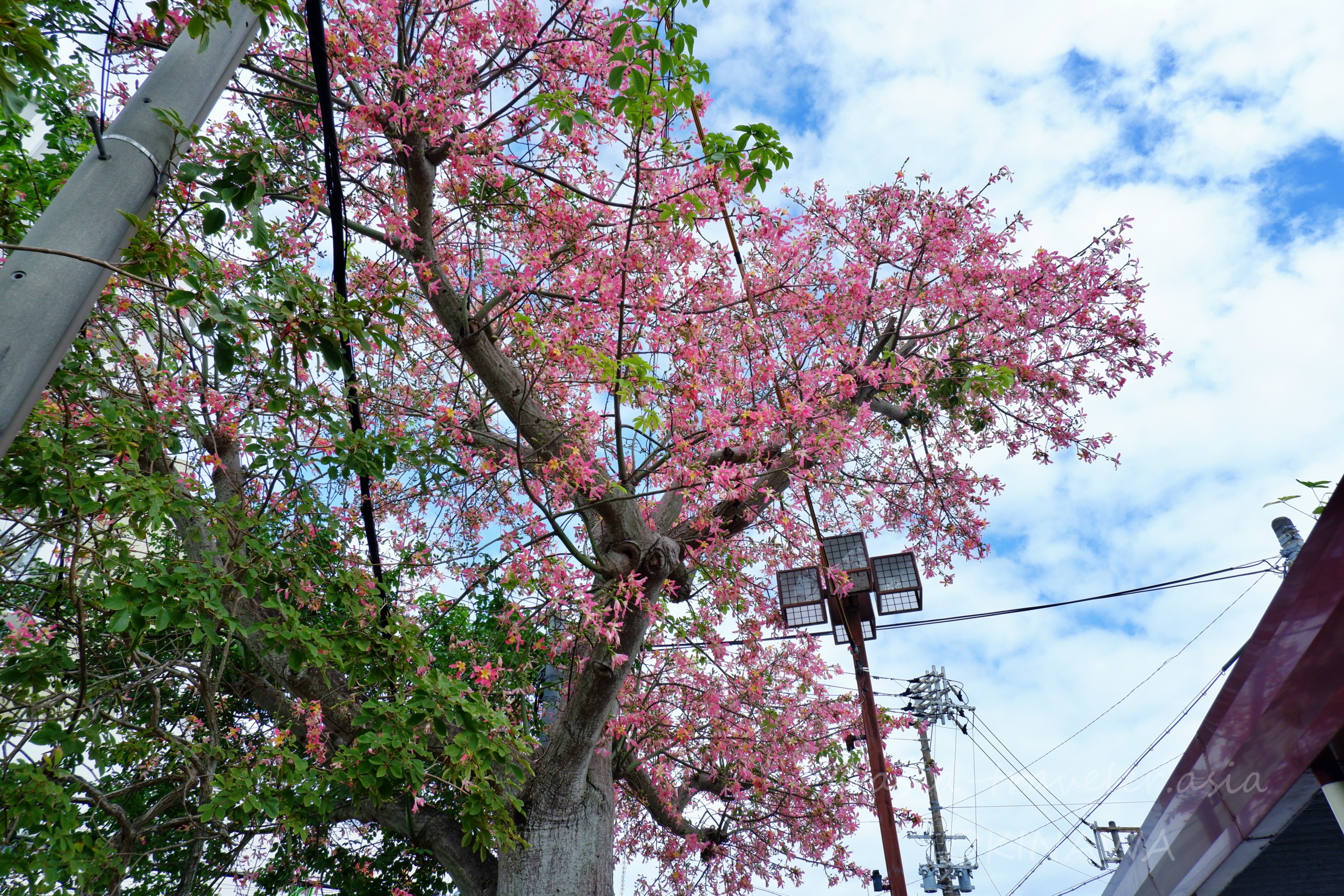 開南バス停に咲くトックリキワタのピンクの花