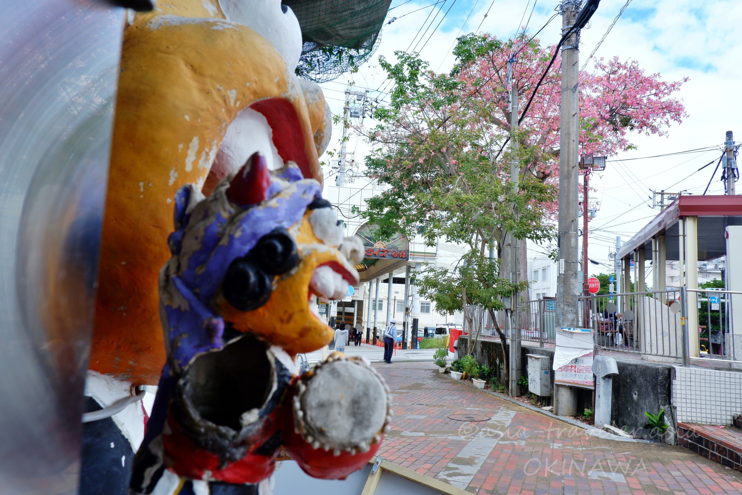 開南バス停付近のシーサーとトックリキワタの花