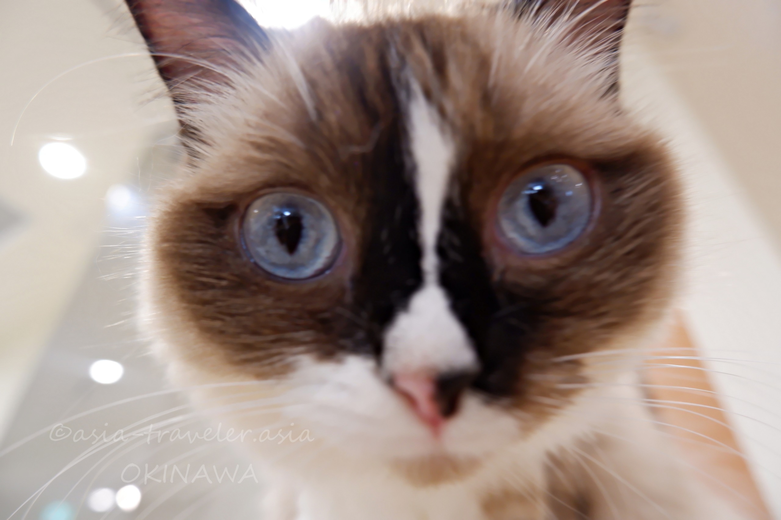 青い瞳が印象的なラグドール・ムーアちゃんの正面アップ