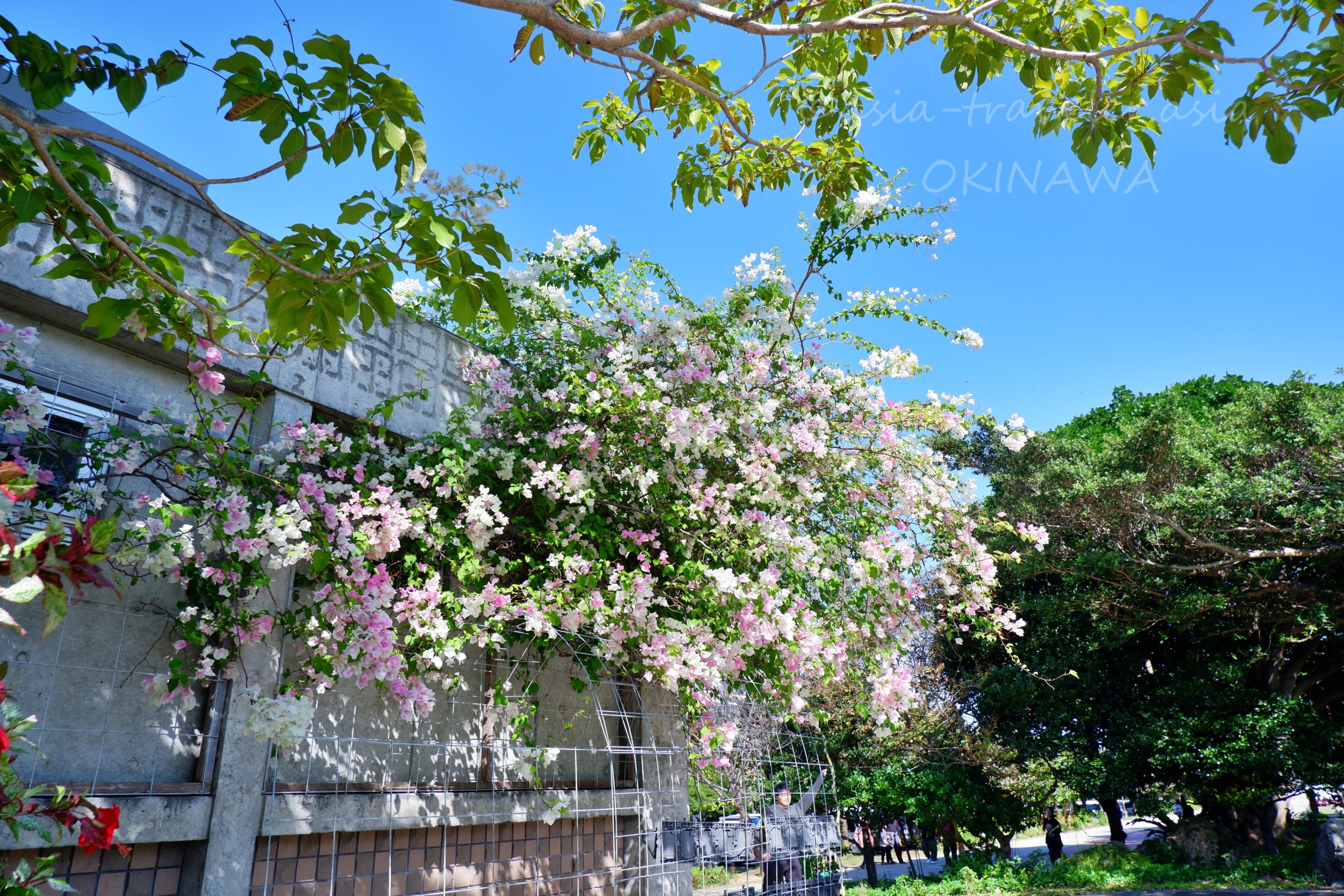 沖縄・新都心公園に咲くピンクと白の南米ザクラ