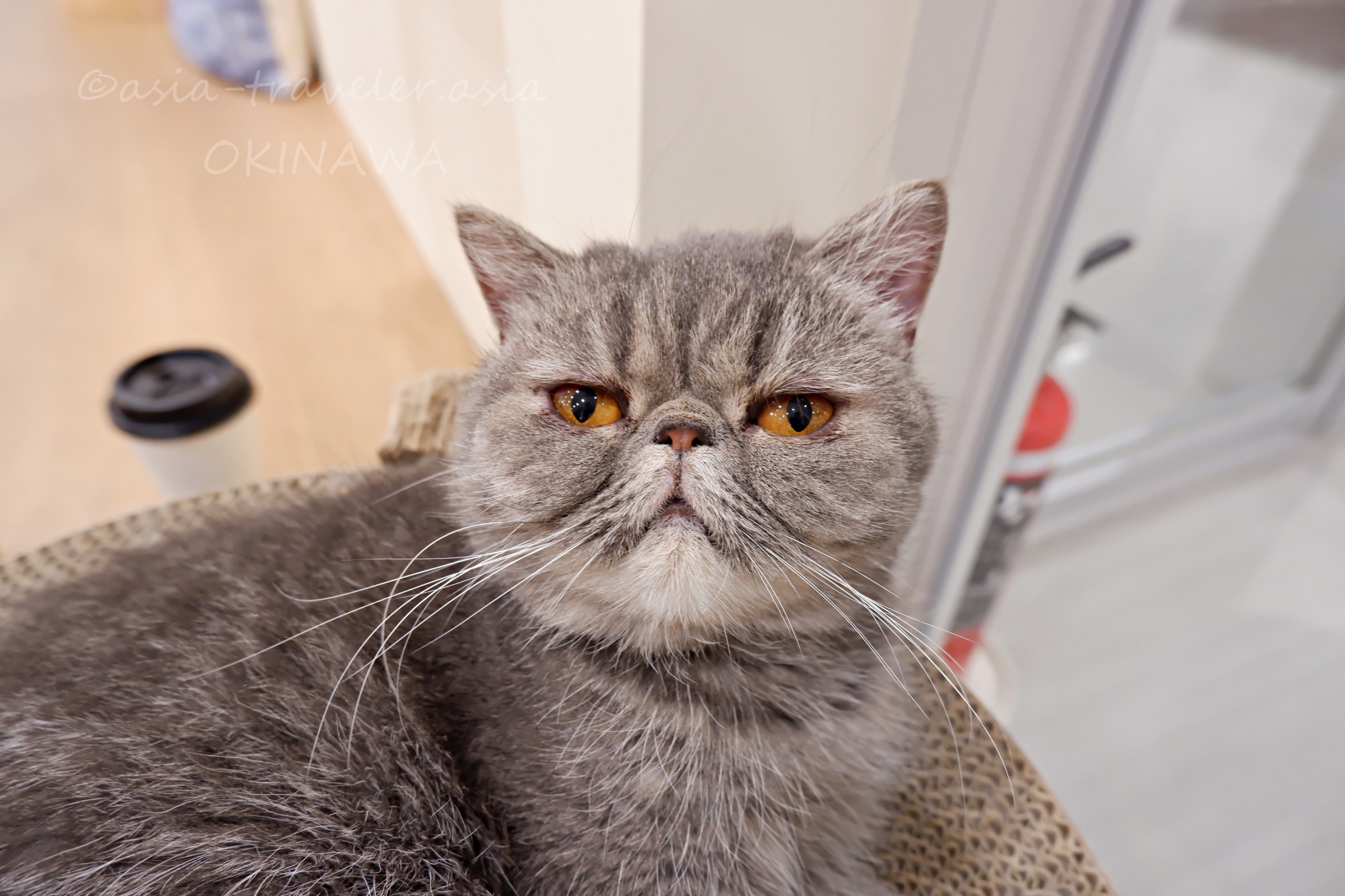 沖縄豊崎Cat Cafe MOFFのエキゾチックショートヘア「ハチャ」