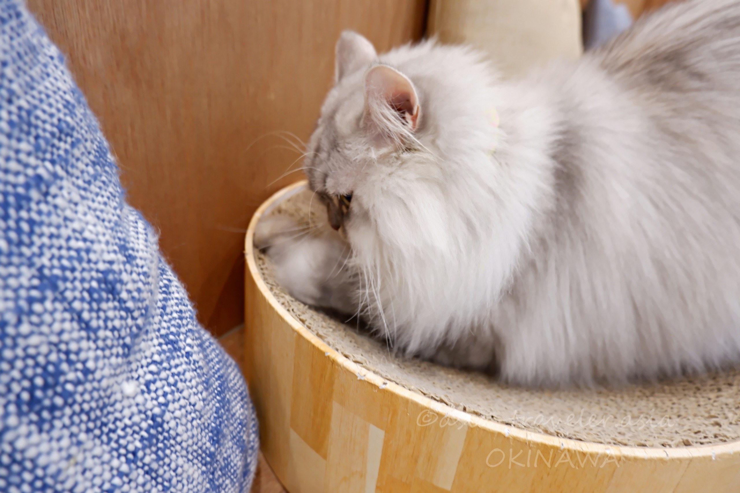 丸型爪とぎベッドでくつろぐ白いふわふわ猫