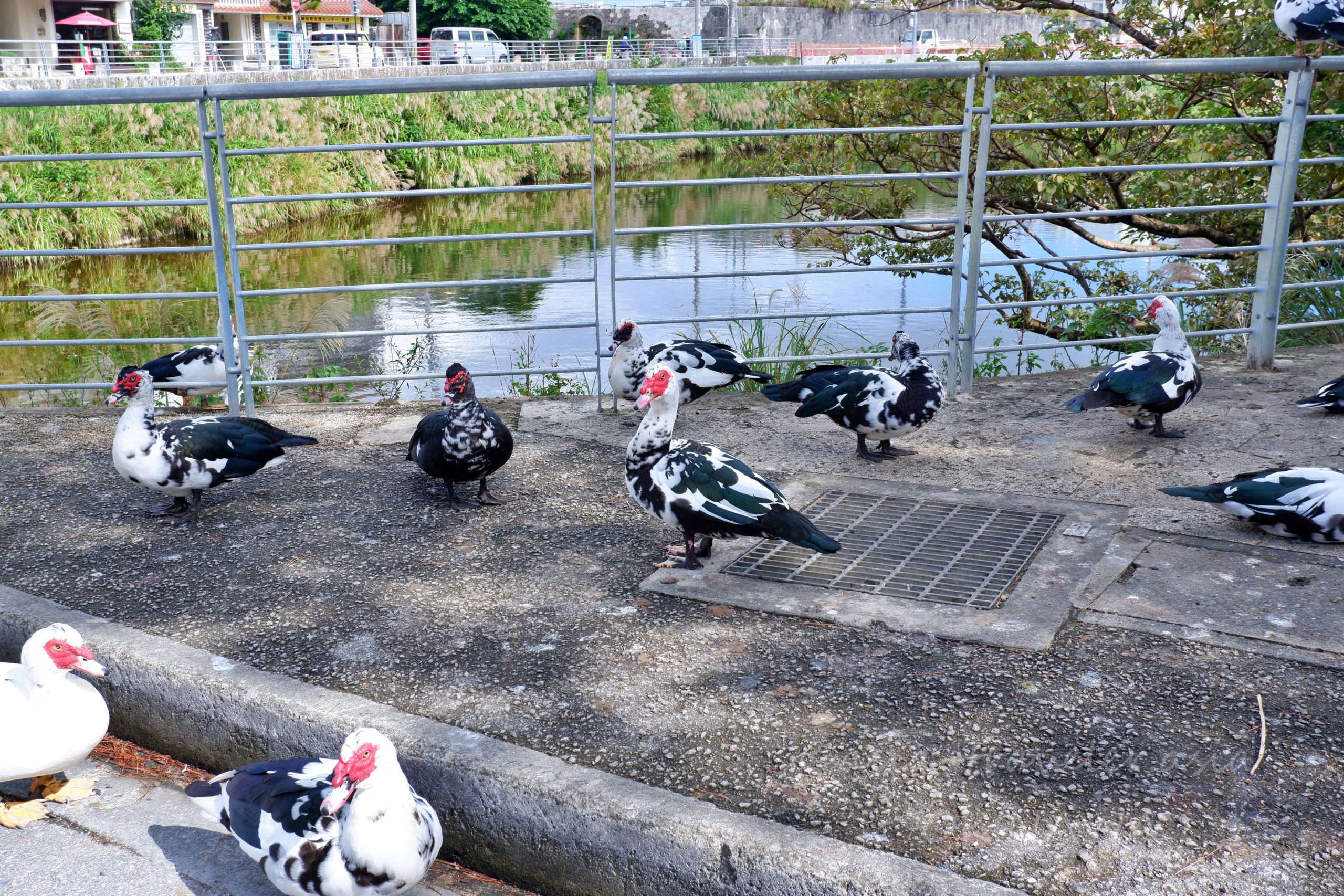 首里・龍潭池そばに群れるバリケンの群れ