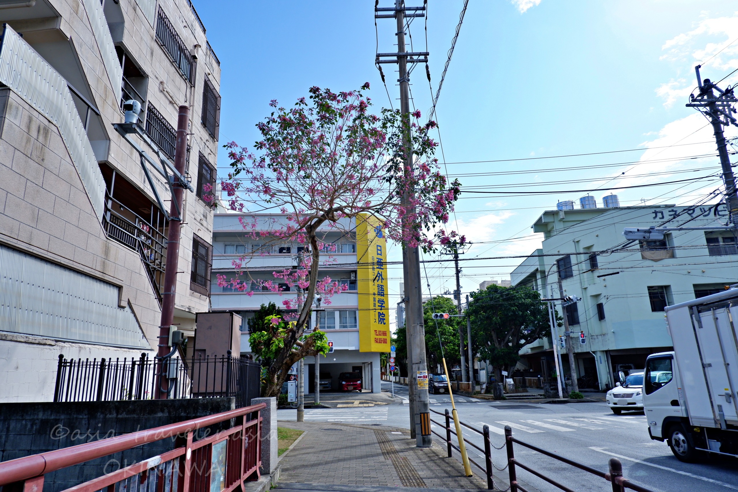 那覇・松川の路地に咲くピンクの花木と日亜外語学院の黄色い看板