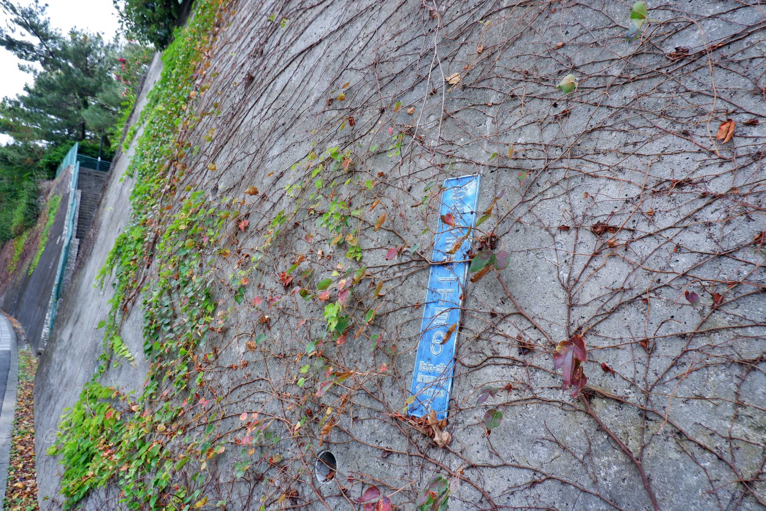 おもろまち慶良間チージ近くの蔦が絡まるコンクリート擁壁