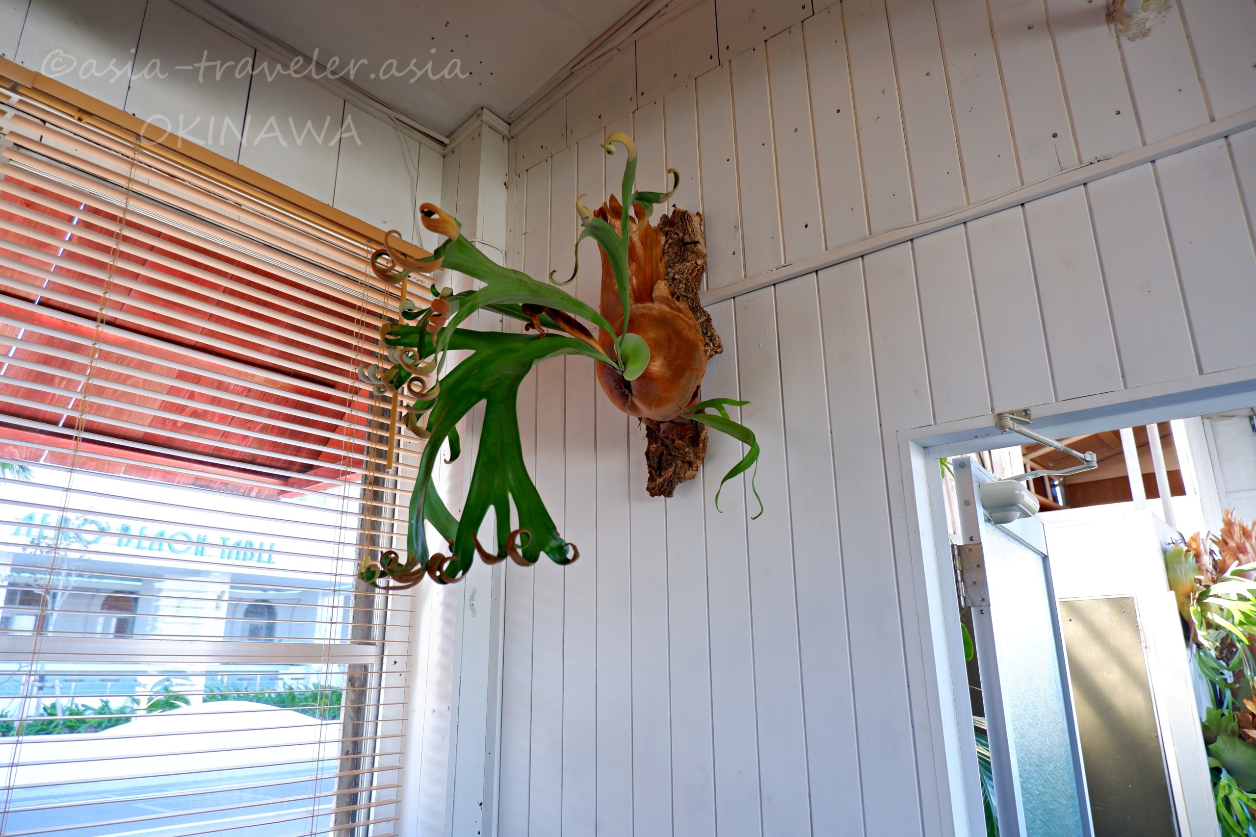沖縄・瀬長珈琲の白壁に飾られたコウモリラン