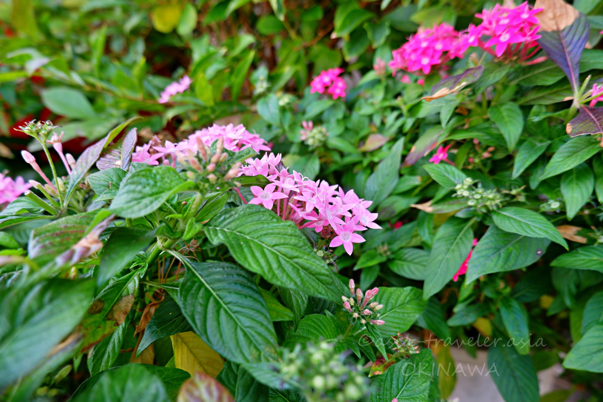 那覇・かおりそば店頭に咲くピンクのペンタス