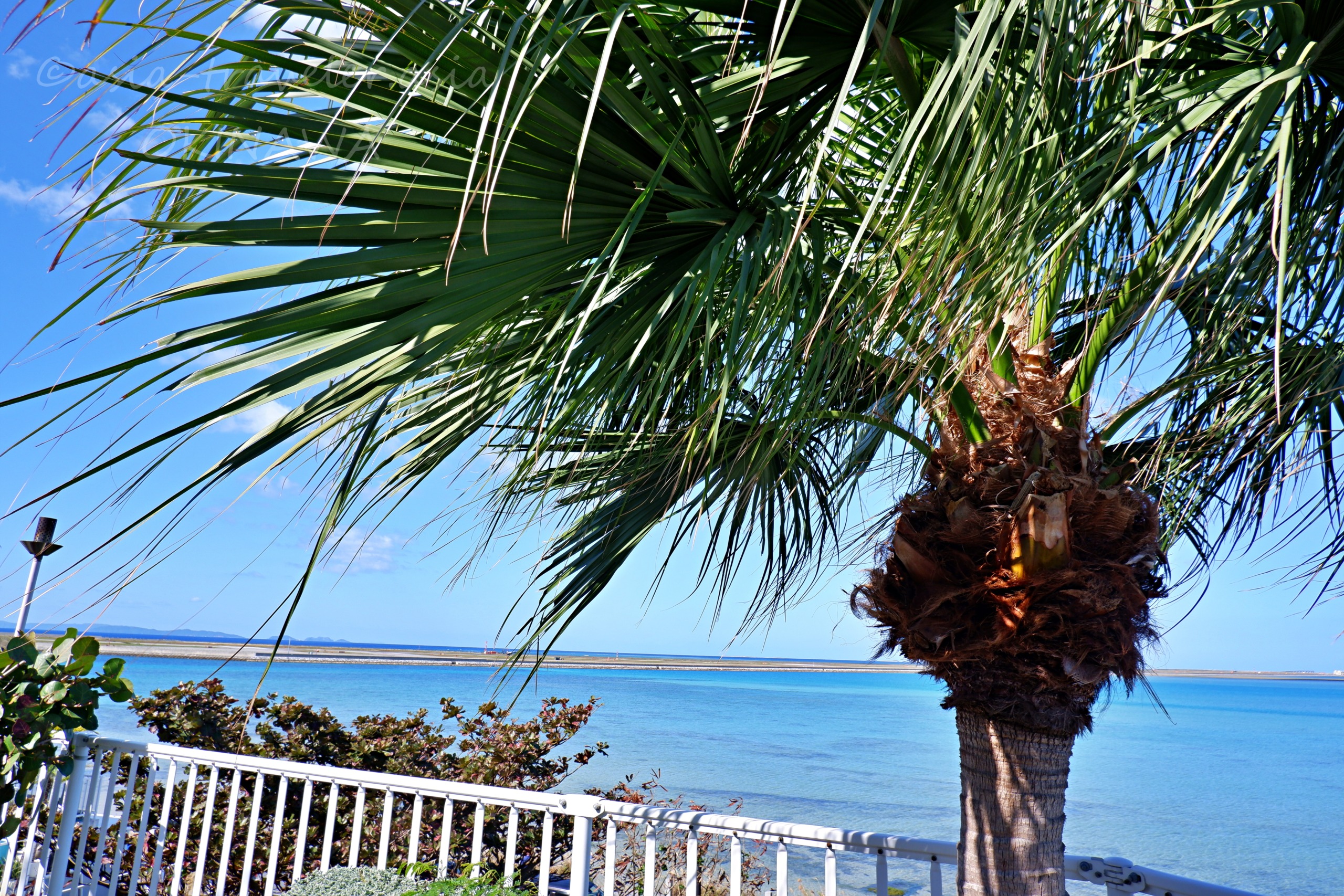 ヤシの木越しに望むウミカジテラスの青い海
