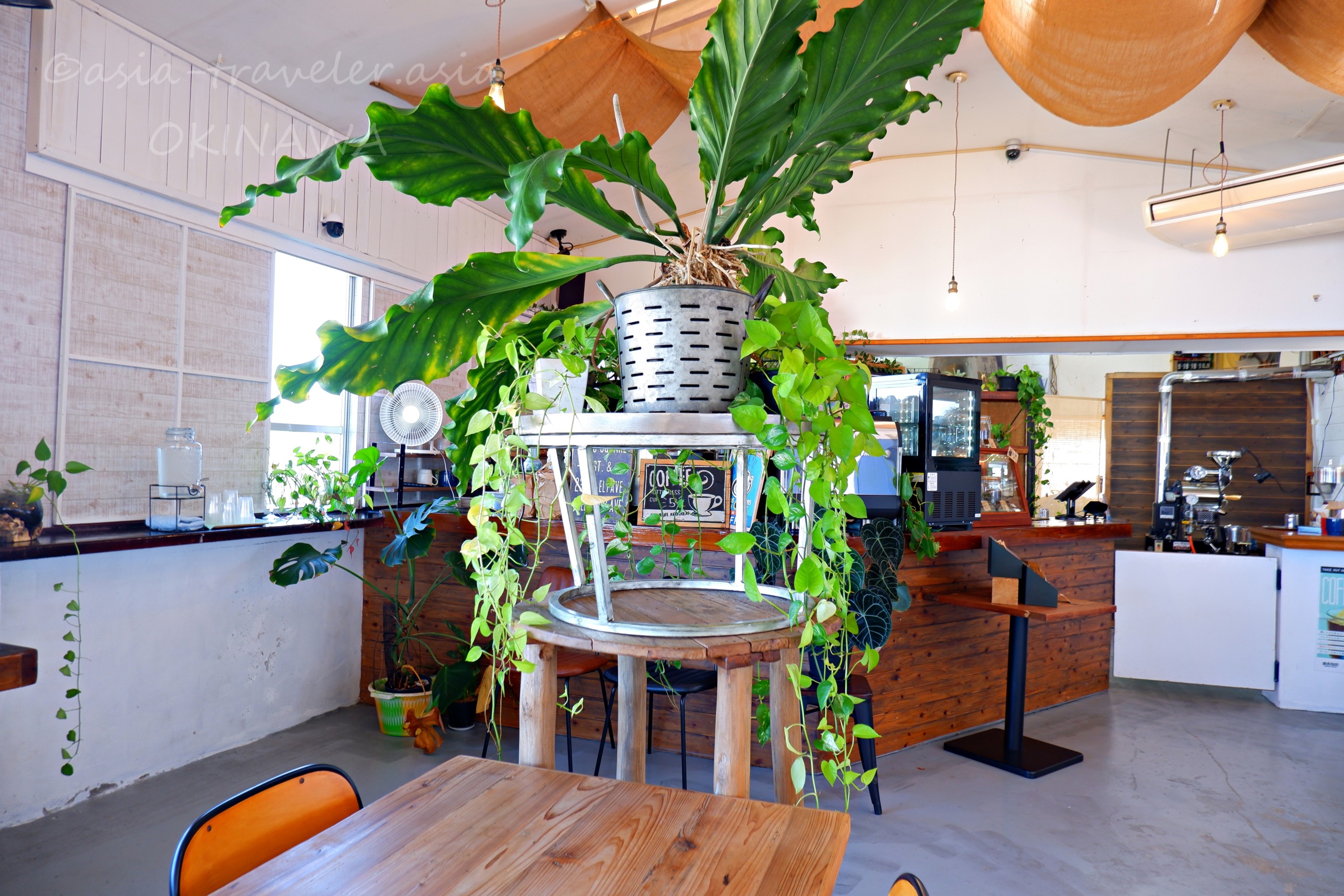 瀬長珈琲の緑あふれるナチュラルな店内インテリア