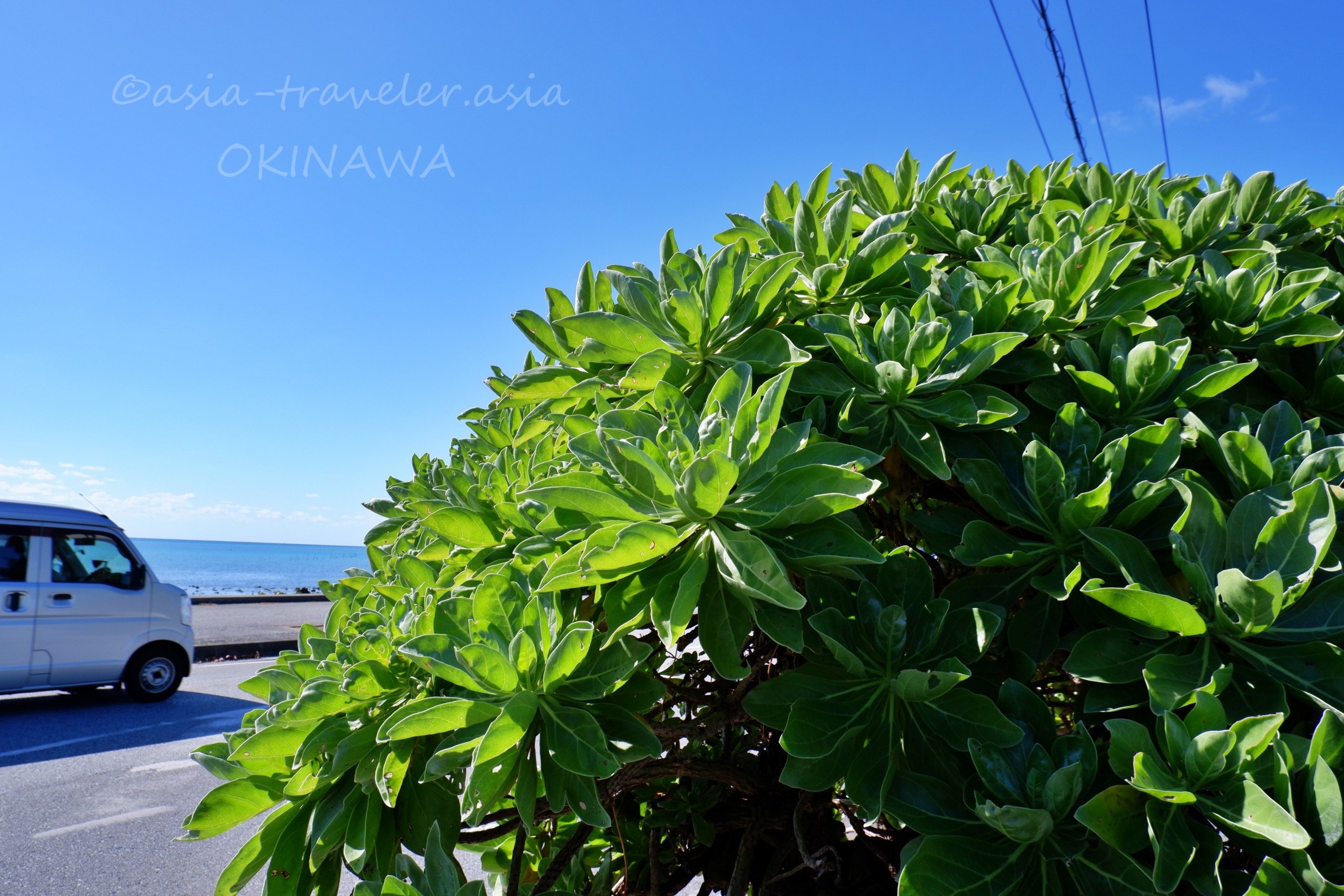 沖縄・瀬長島の道沿いに茂るタコノキと青い海