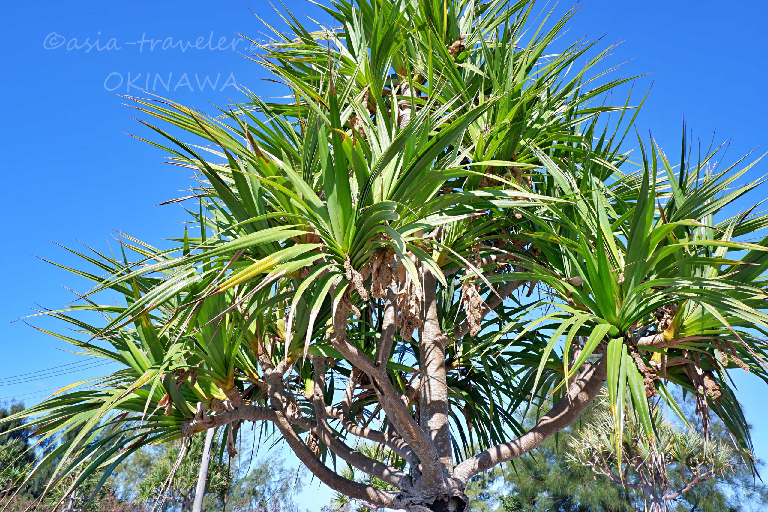 沖縄・瀬長島周辺に生えるタコノキの南国らしい樹木