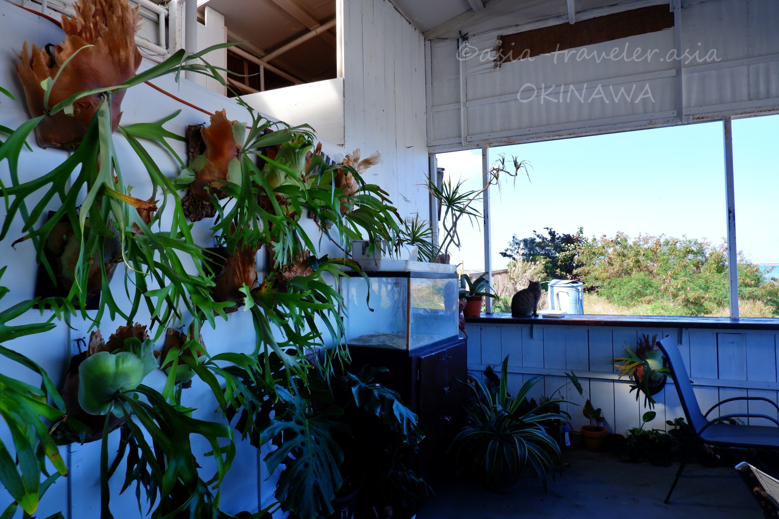 沖縄・瀬長珈琲の店内に飾られたビカクシダと窓辺でくつろぐ猫