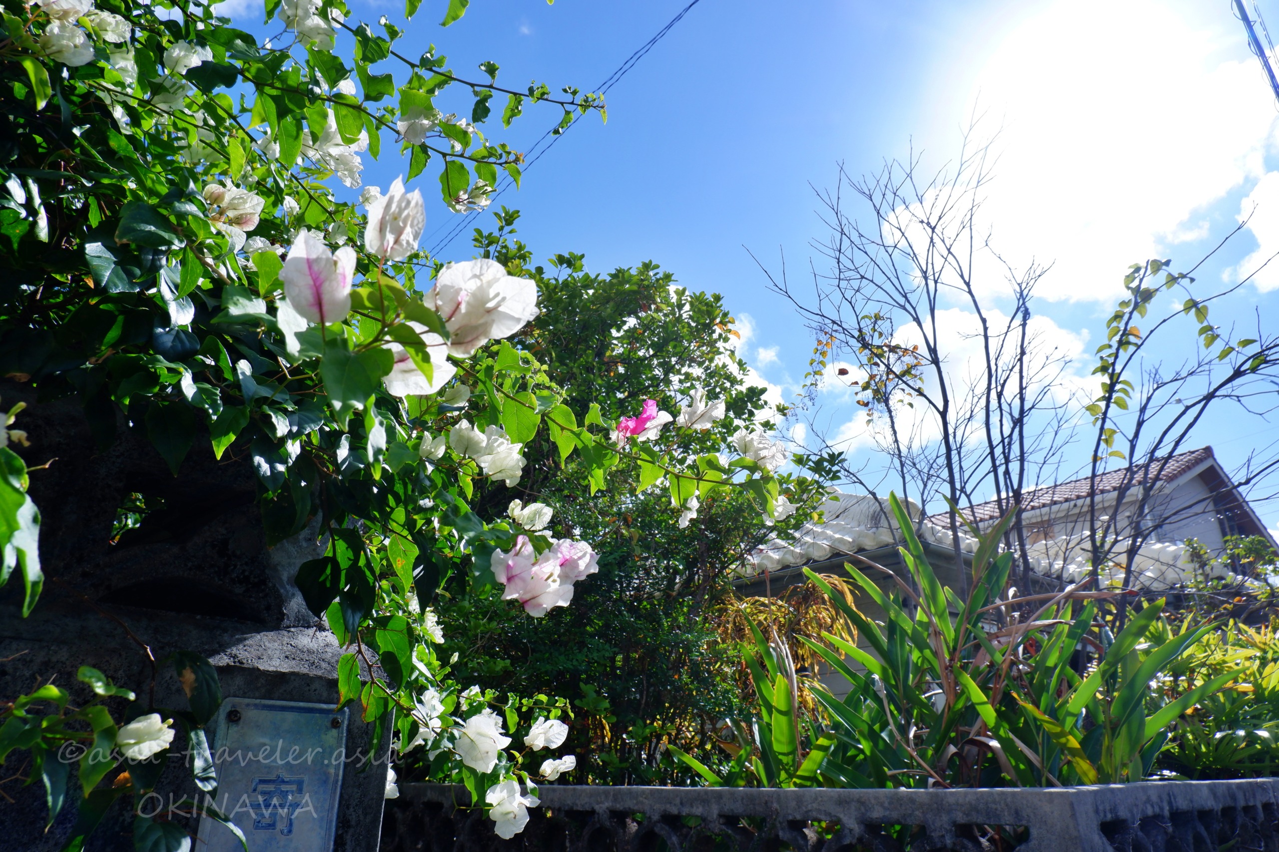 那覇・長田の路地に咲く白いハイビスカスと青空
