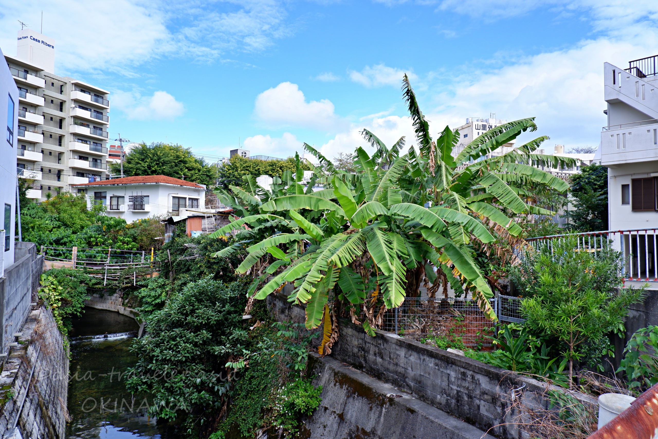 那覇・松川の住宅街に茂るバナナの木と川沿いの風景